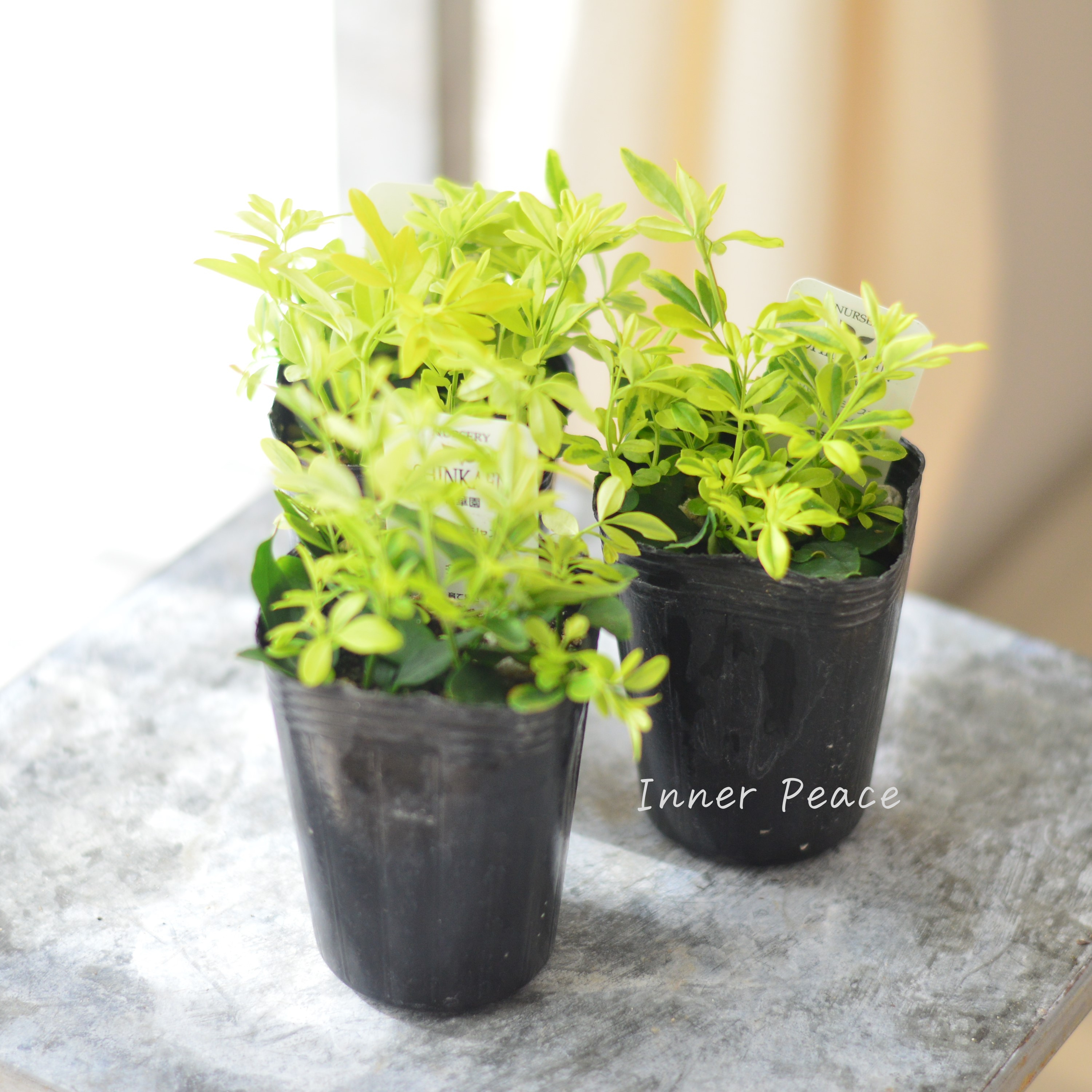 【斑入り】 プリムローズジャスミン 『バリエガータ』 2.5寸POT