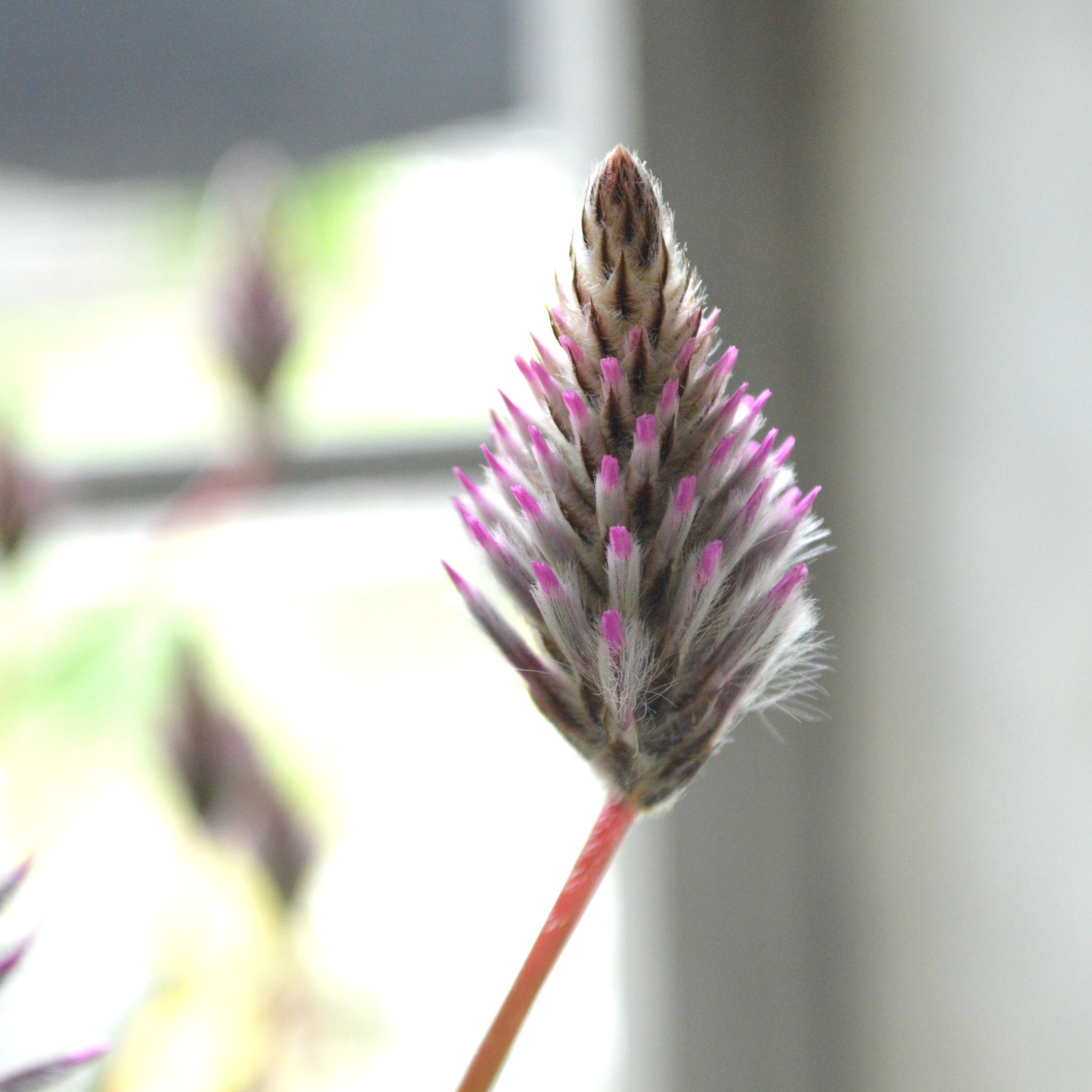 【個性的】 プティロータス 『エクサルタツス・ジョーイ』 3.5寸POT