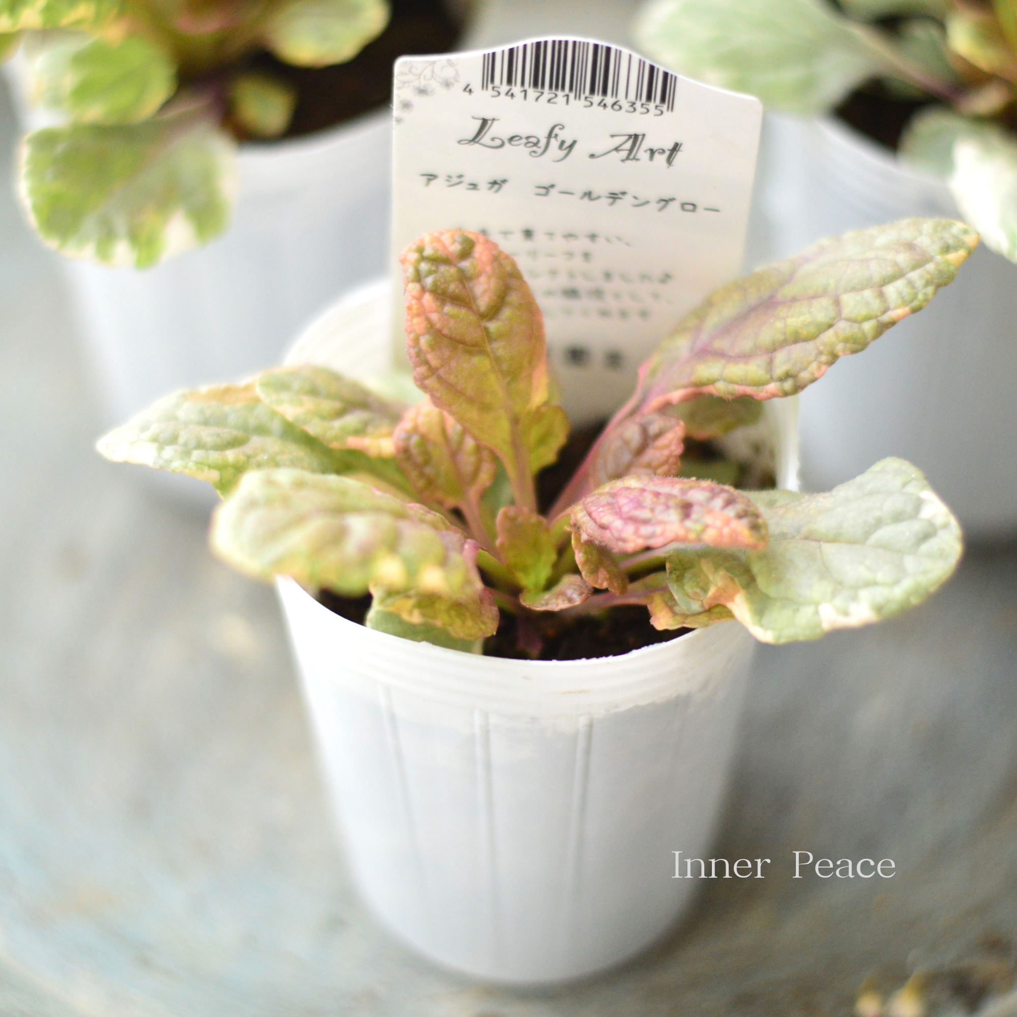 【宿根】 アジュガ 『ゴールデングロー』 2.5寸ロングPOT