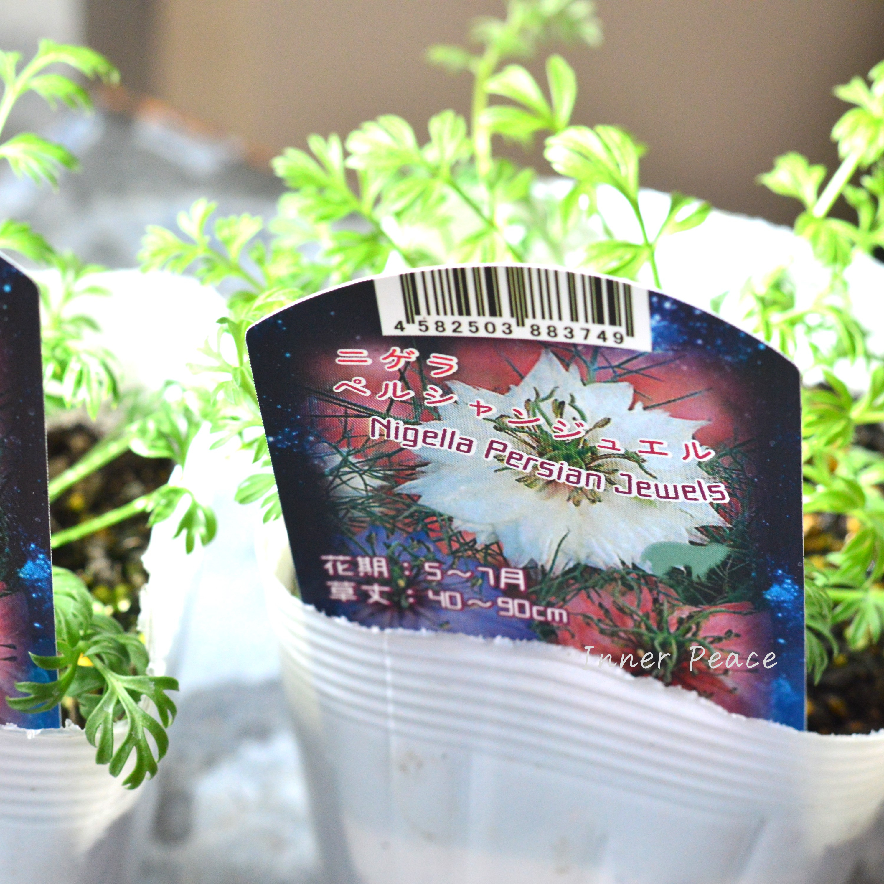 【オシャレ】 ニゲラ 『ペルシャンジュエル』 植え込み用 3寸POT