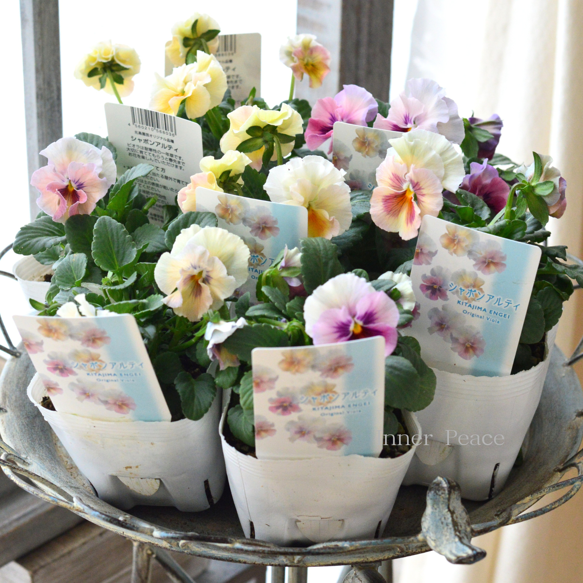 【北島園芸さん】 ビオラ 『シャボンアルティ』 3.5寸POT