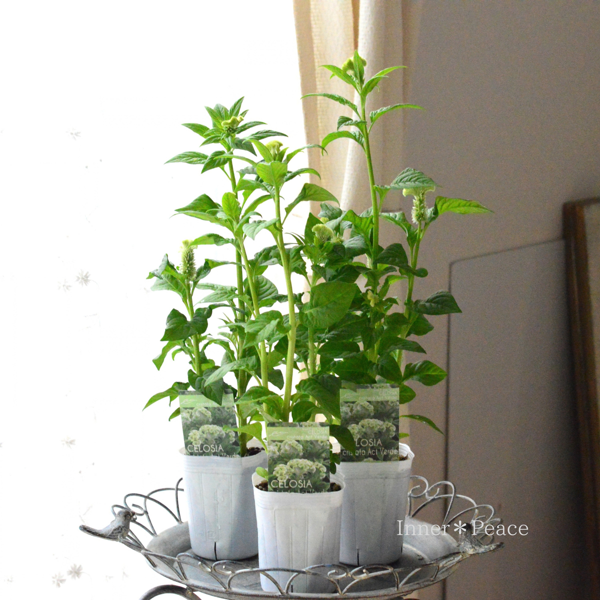 【オシャレ】 セロシア・アクト 『ヴェルデ』 3寸ロングPOT