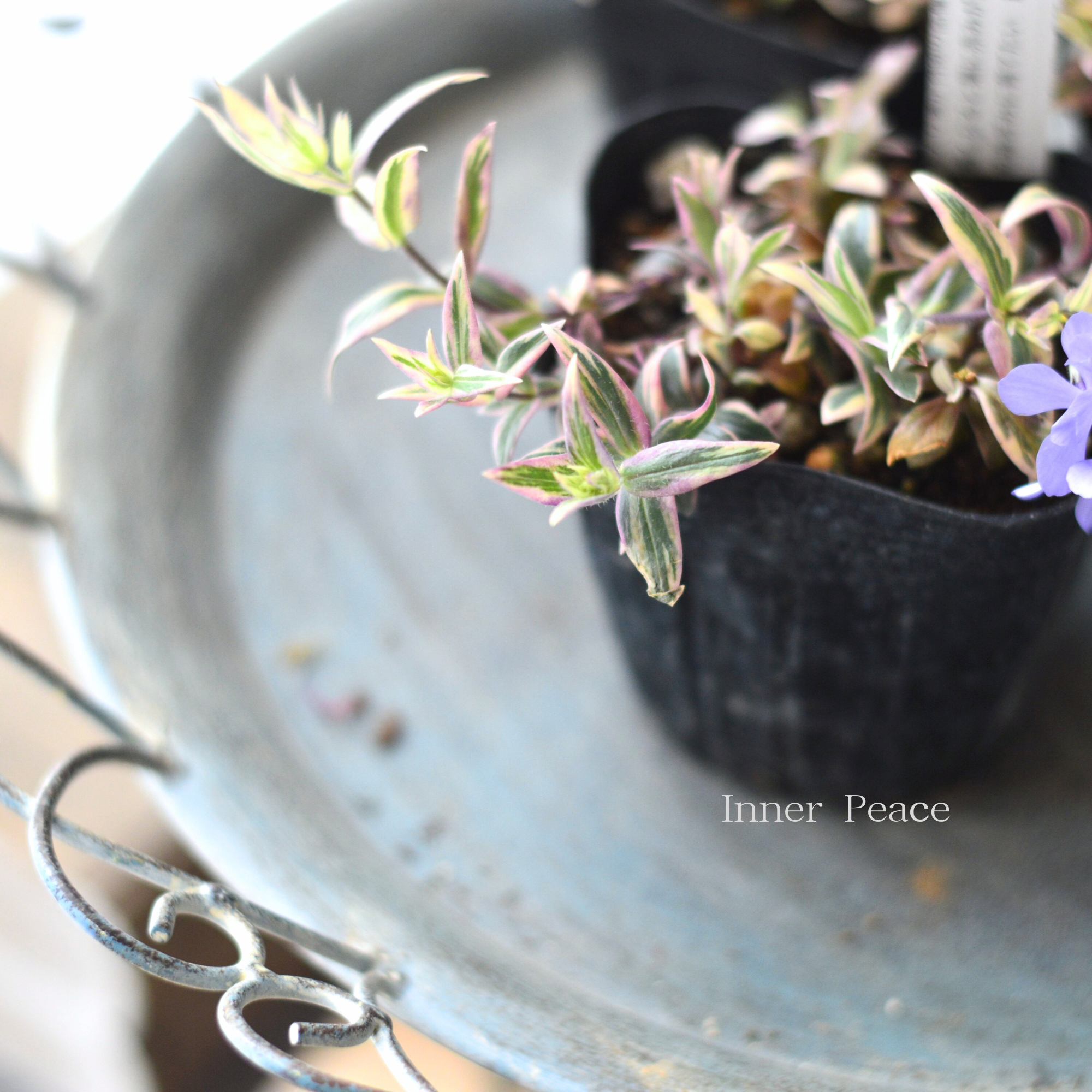 【宿根草】 斑入りフロックス 『モントローザトリカラー』 3寸POT