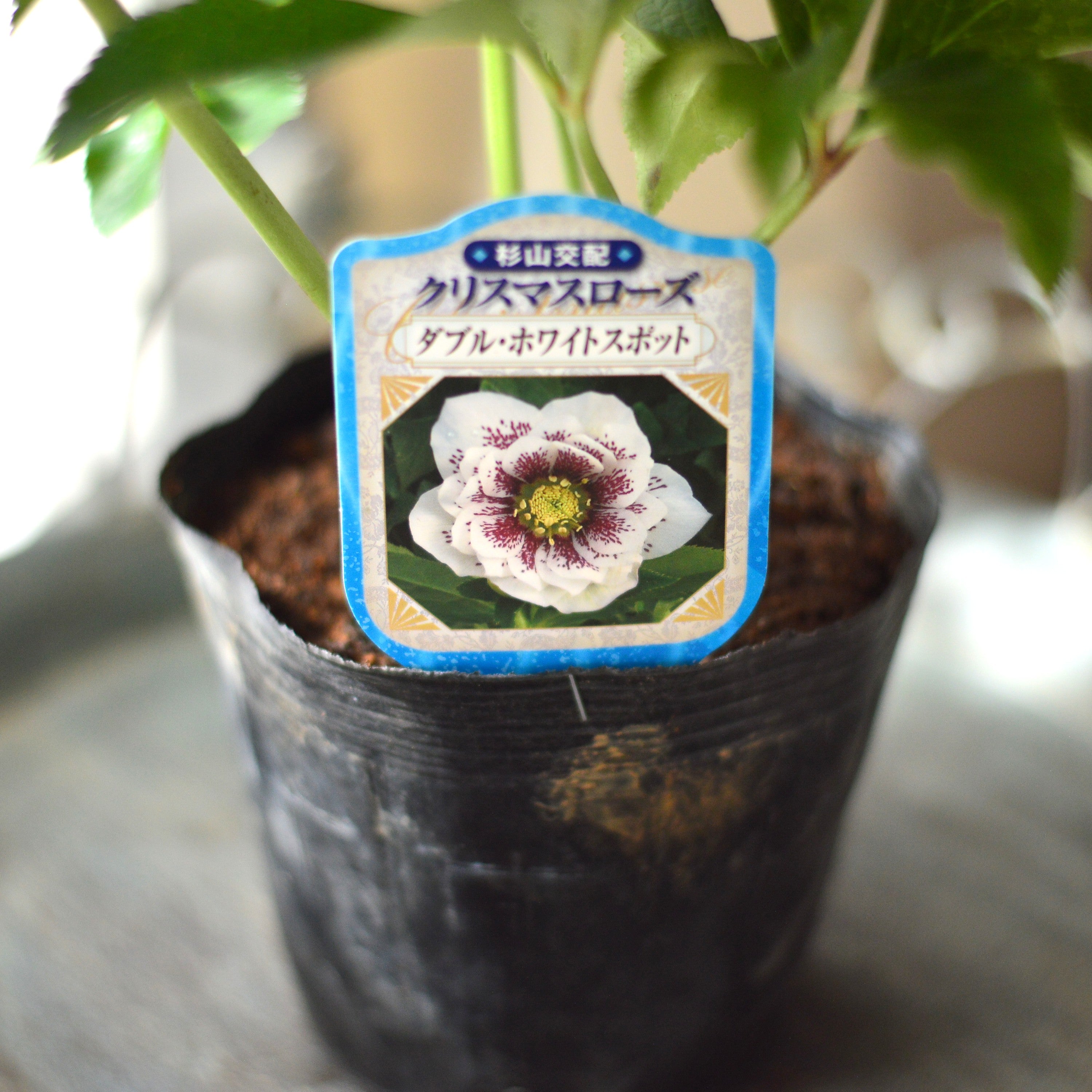【杉光園芸さん】 クリスマスローズ 『ダブル・ホワイトスポット』 4寸POT