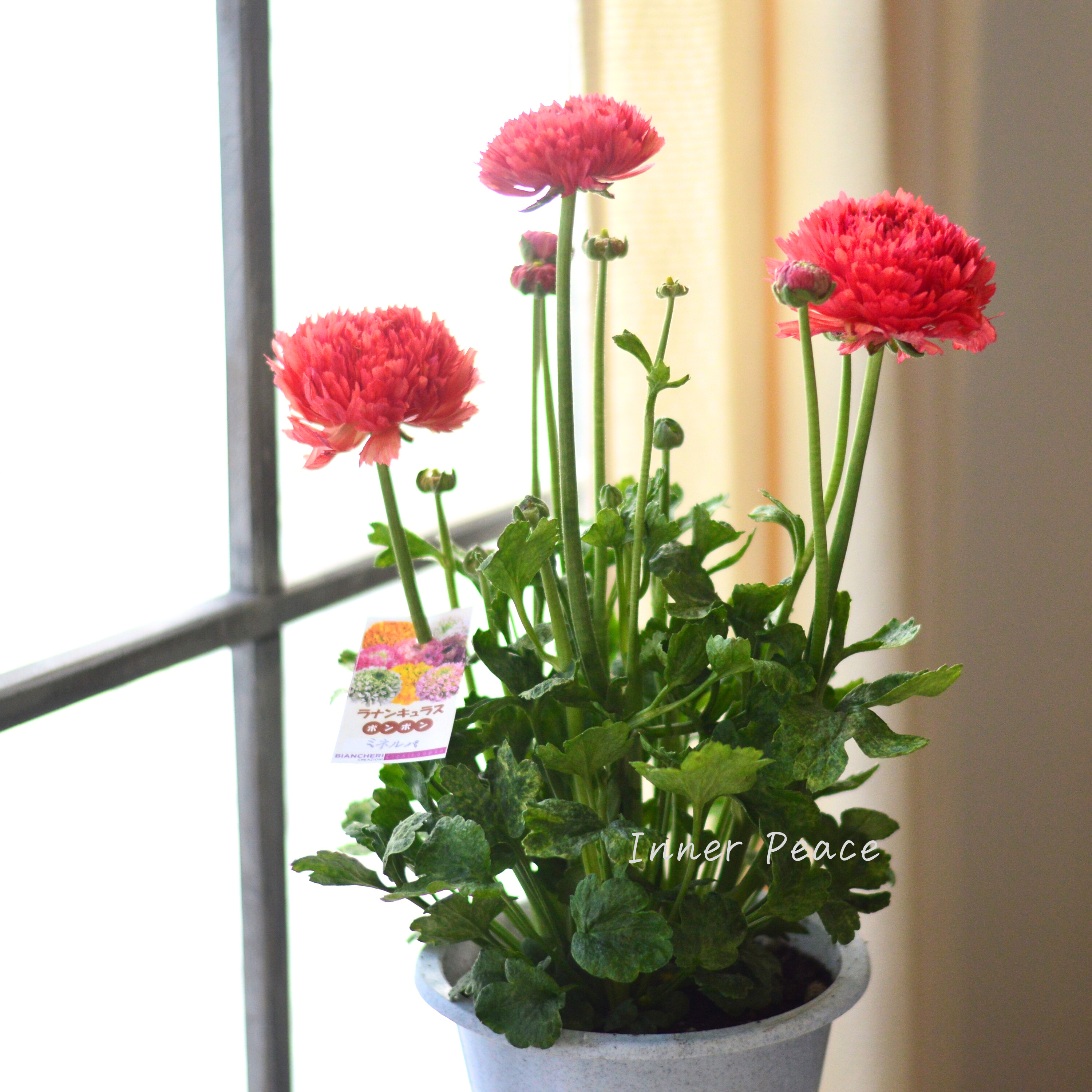 【希少】 ラナンキュラス・ポンポン 『ミネルバ』 5号鉢