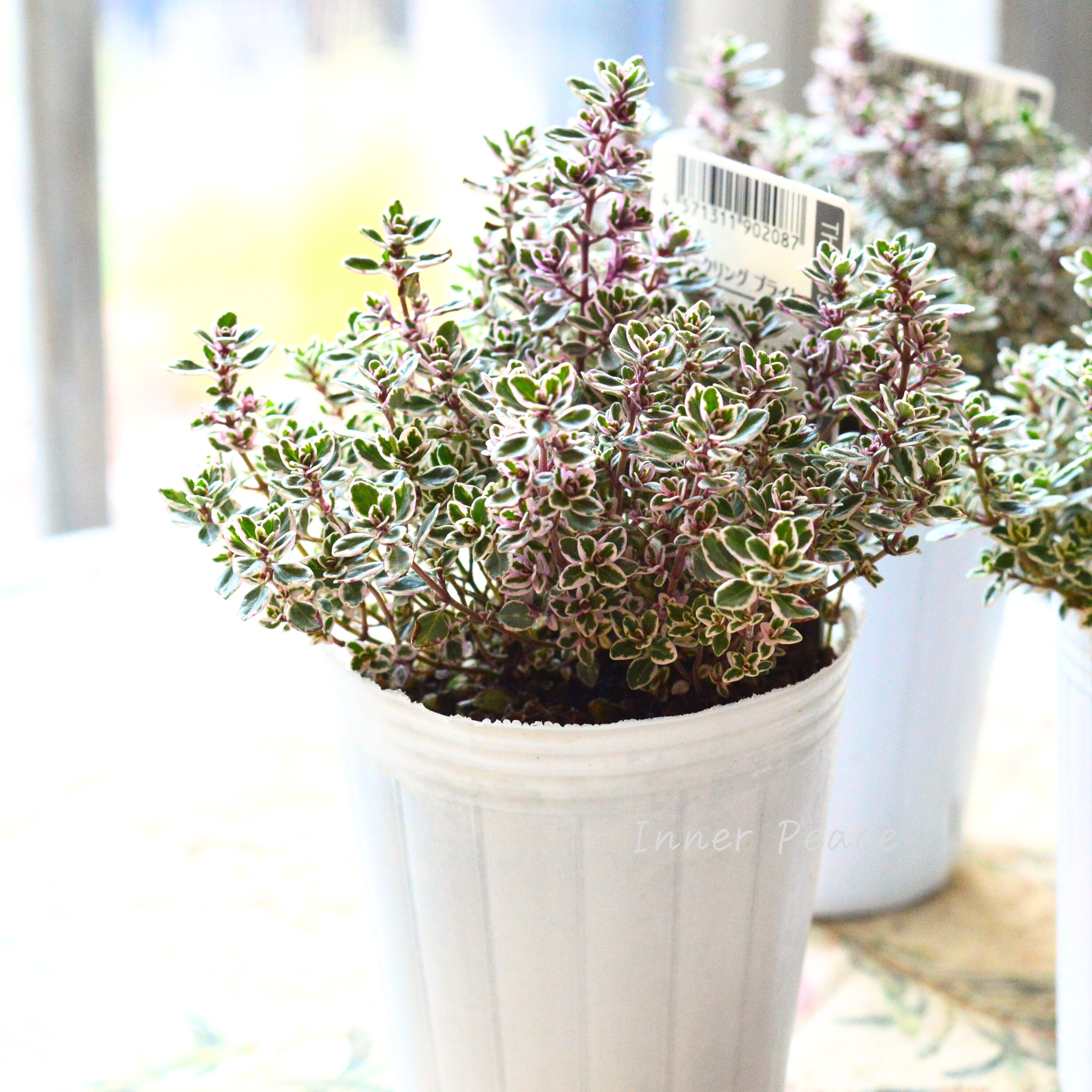 【寄せ植えに】 タイム 『スパークリング ブライト』 2.5寸ロングPOT