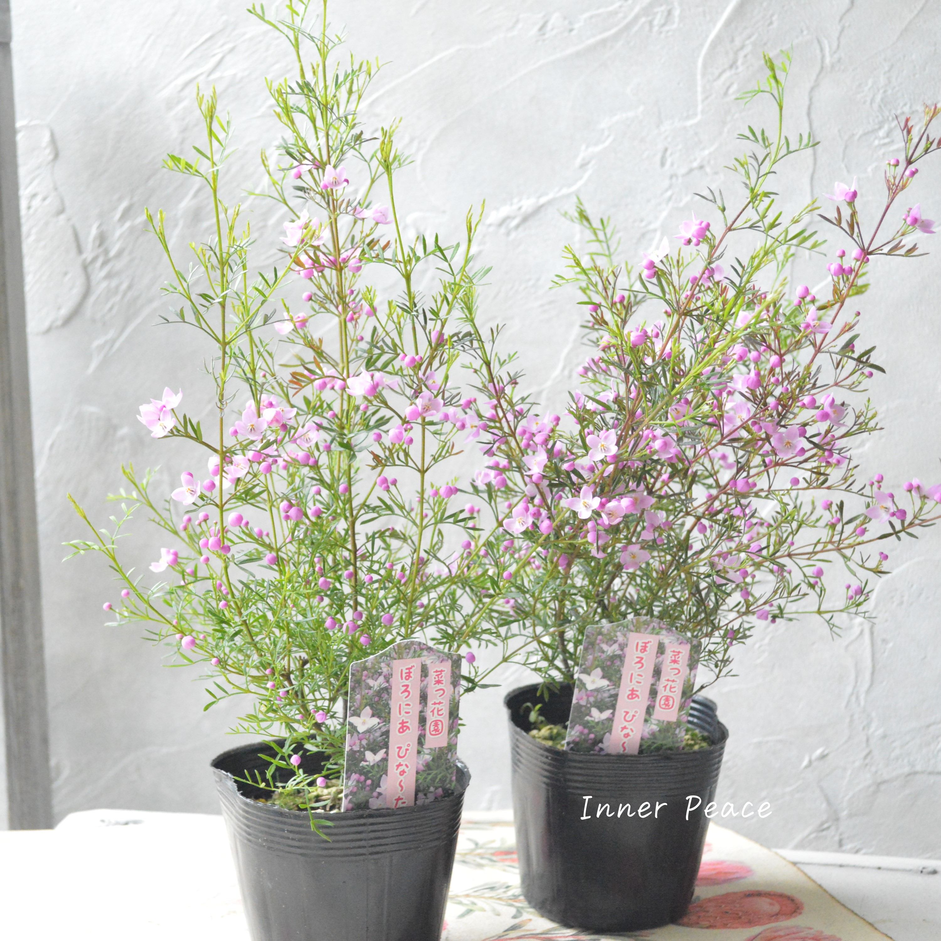 【かわいい】 ボロニア 『ピナータ』 3寸POT