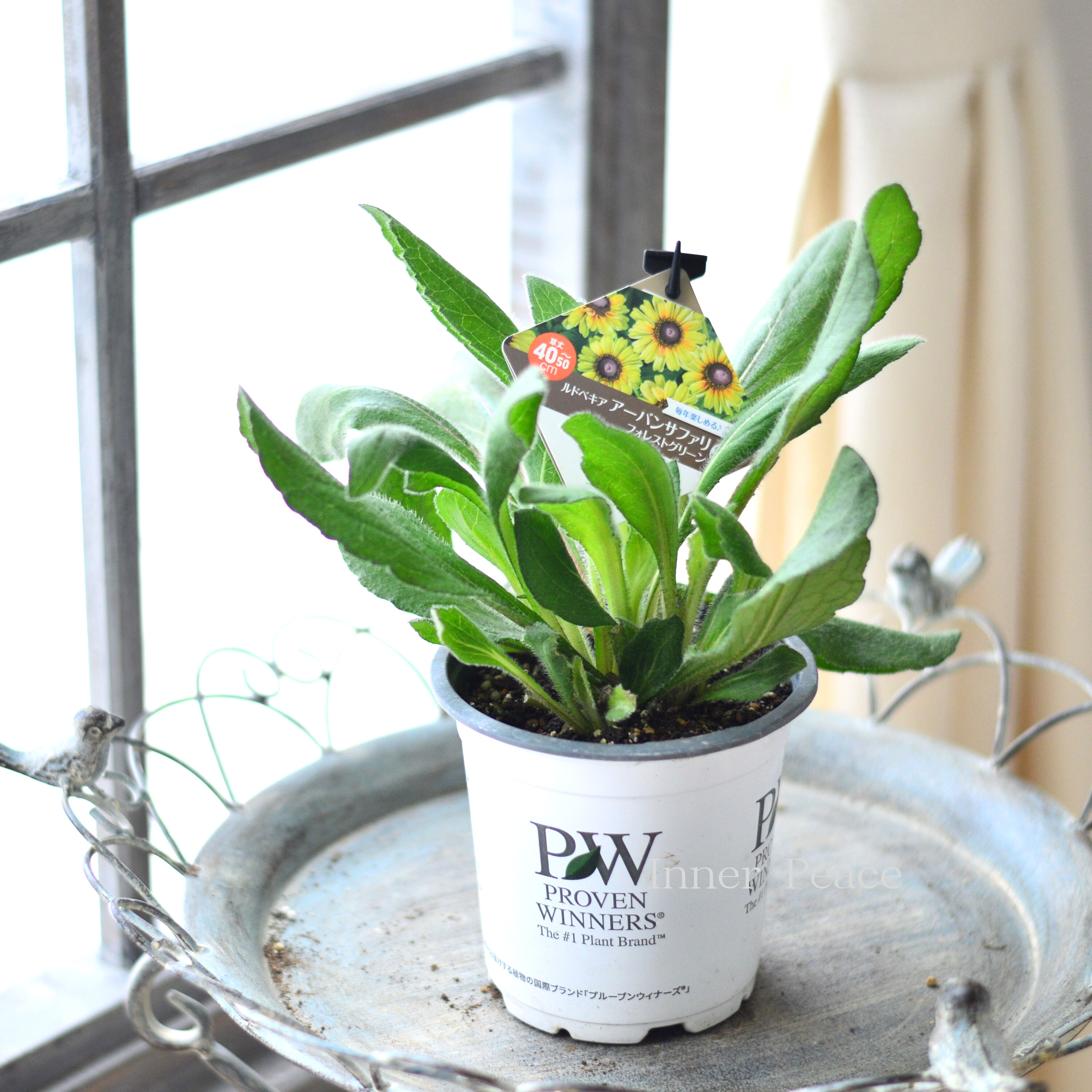 【人気】 ルドベキア 『アーバンサファリ・フォレストグリーン』植え込み用 4寸POT