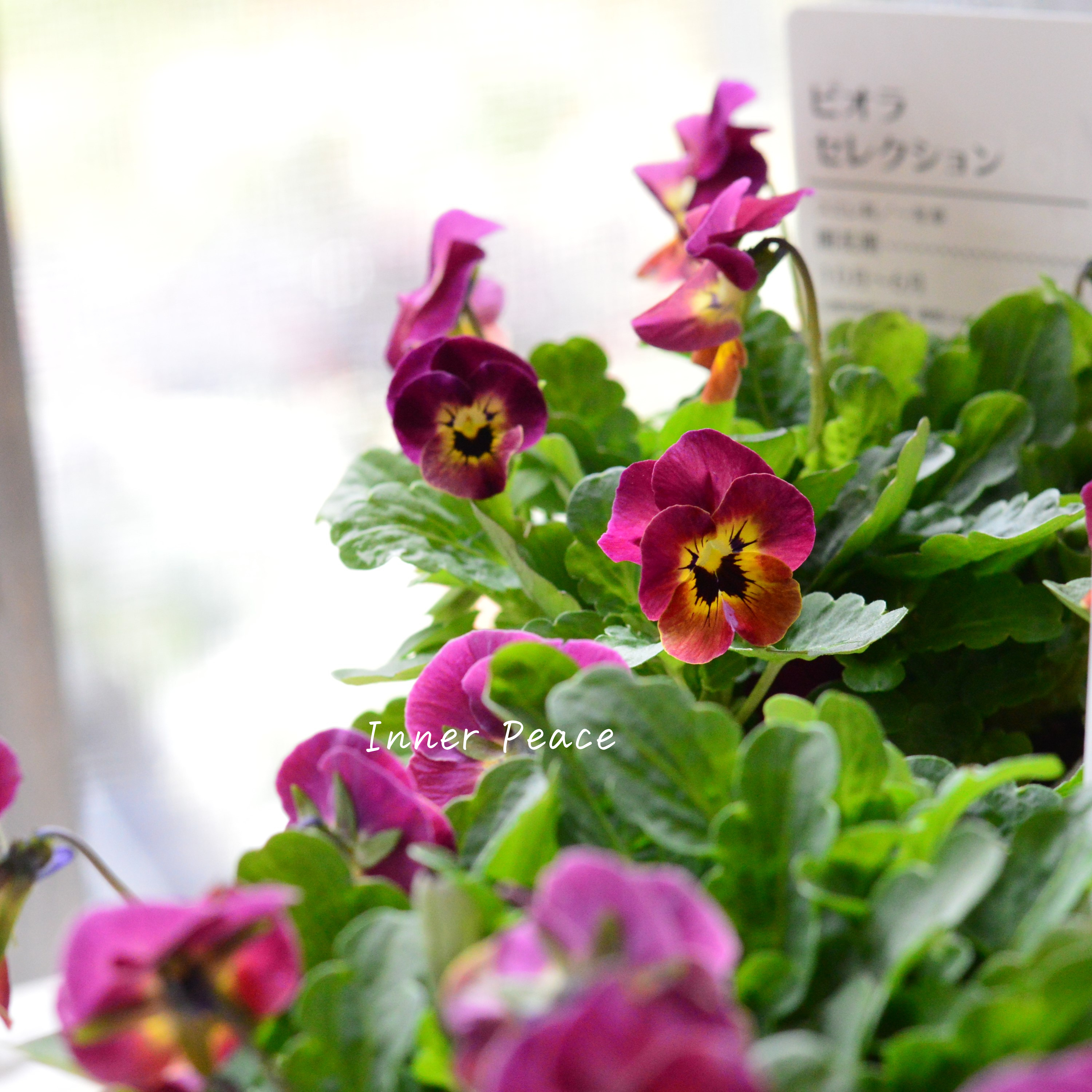 【アンティーク】 ビオラ 『レータ』 3.5寸POT