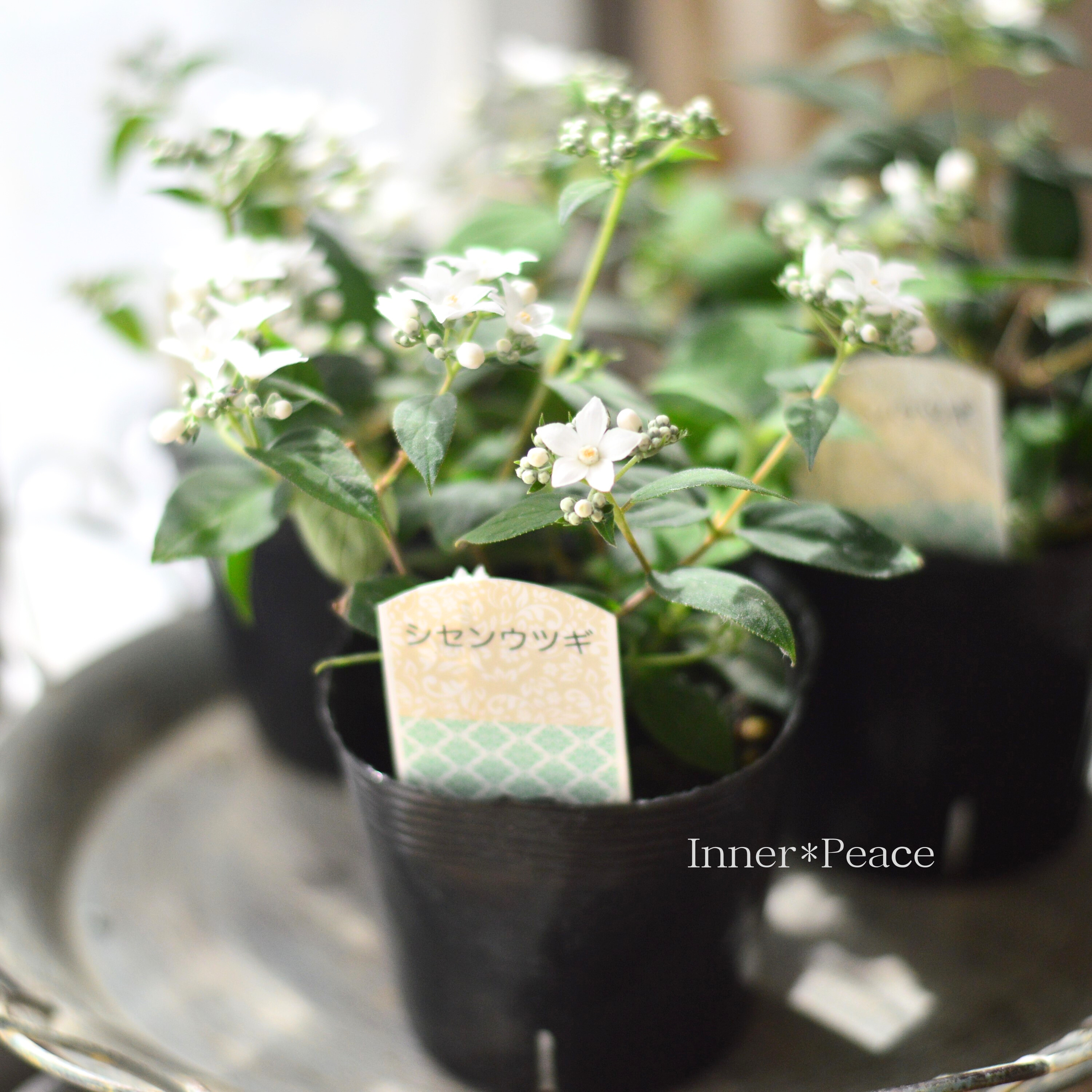 【美しい】 シセンウツギ(四川空木) 3寸POT