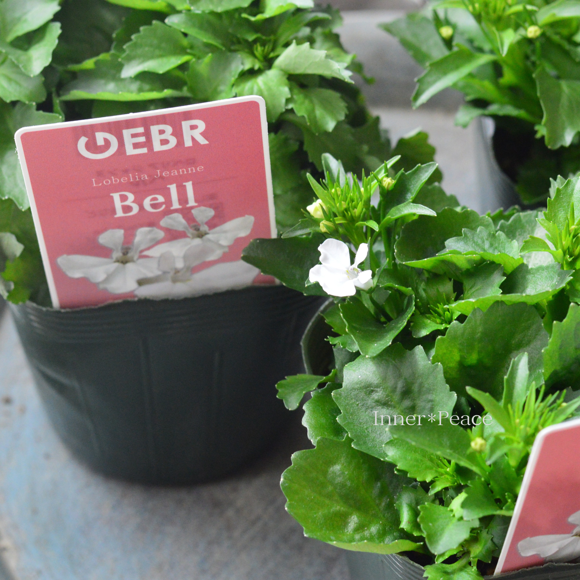 【ゲブラさん】 ロベリア 『Bell ~ベル~』 3.5寸POT