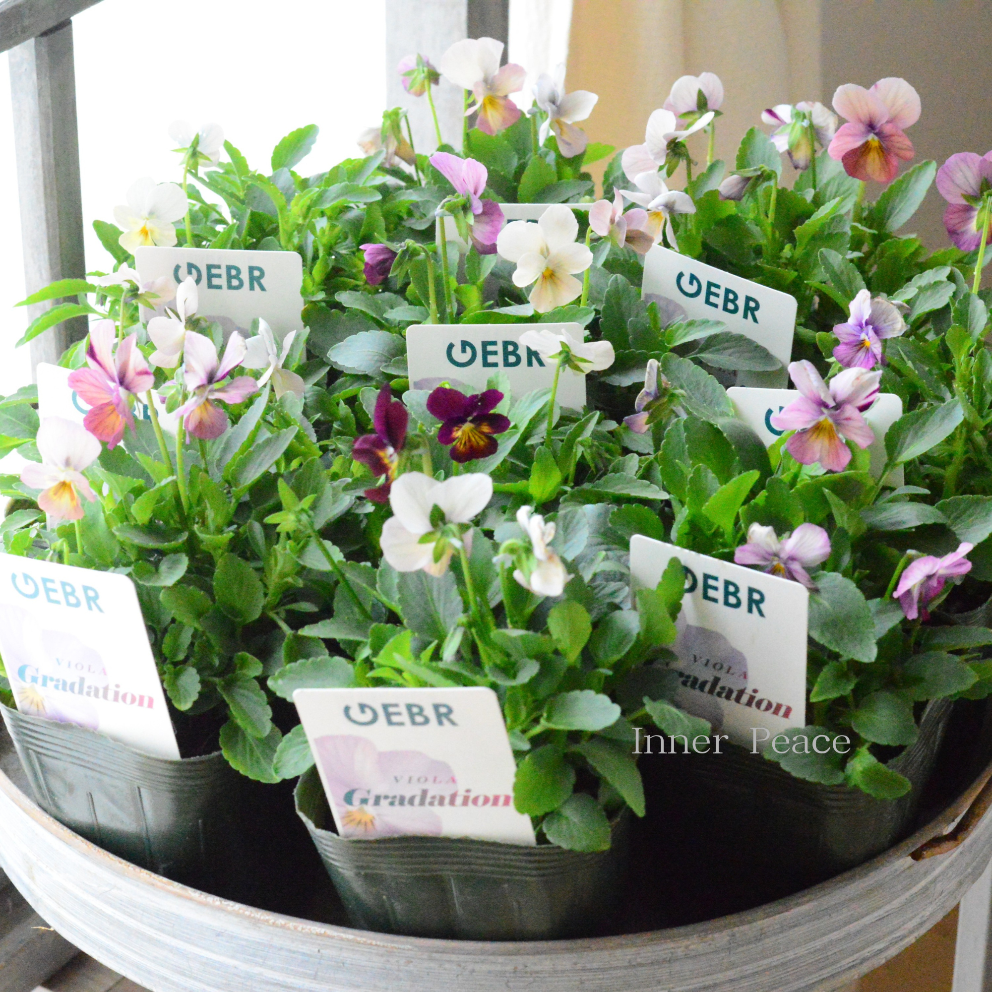 【ゲブラさん】 ビオラ 『グラデーション』 3.5寸POT