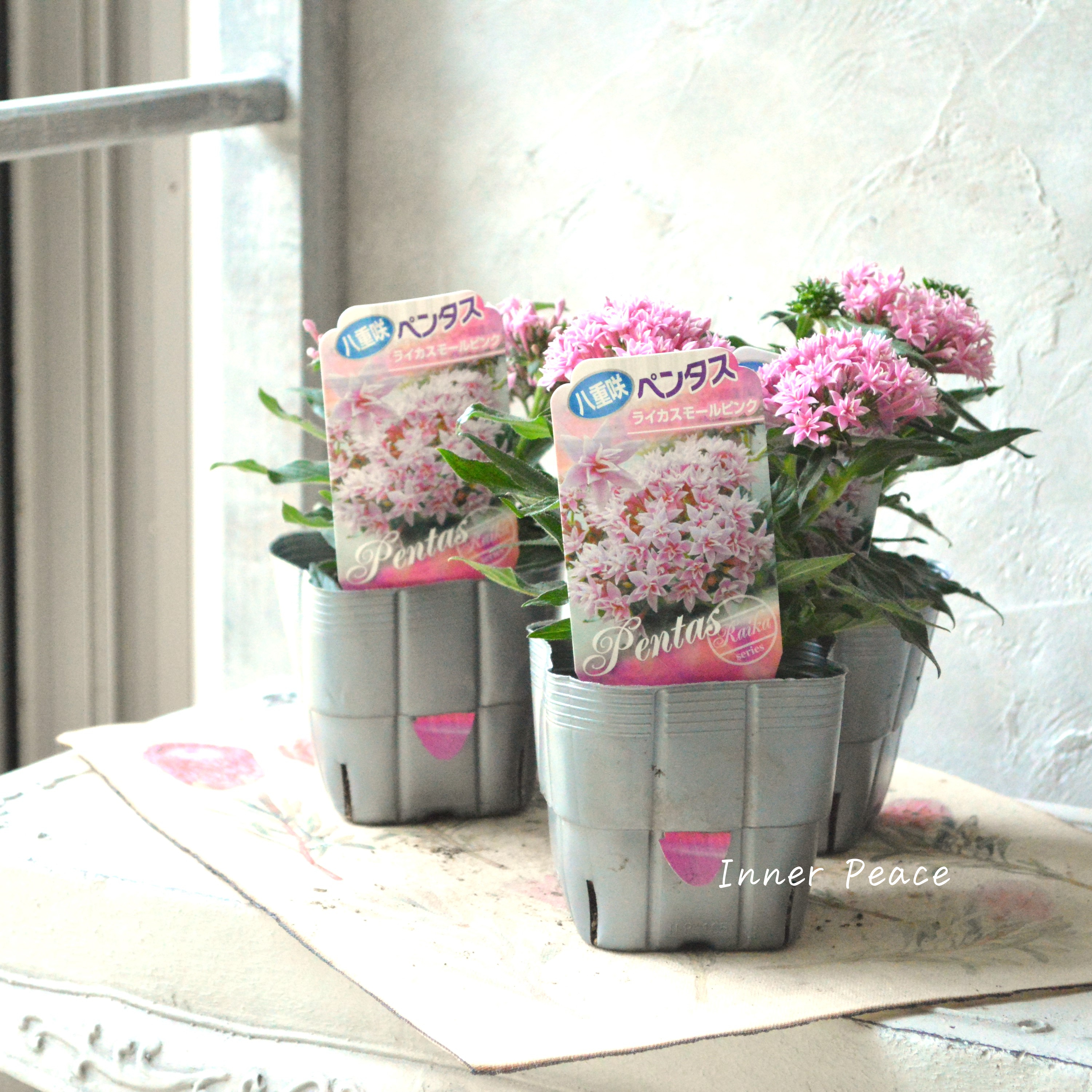 【暑さに強い】 八重咲きペンタス 『ライカ・スモールピンク』 3.5寸POT