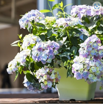 紫陽花 PW】 紫陽花 ラグランジア 『オーロランジュ』 3.5寸硬質POT