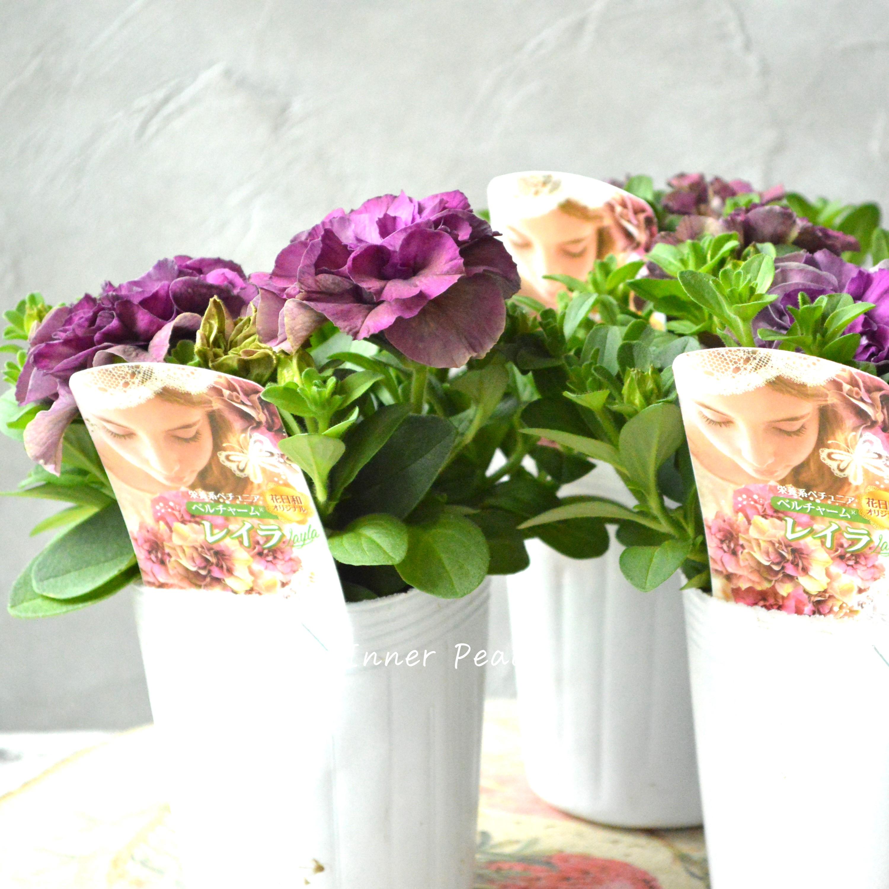 【花日和さんオリジナル】 栄養系ペチュニア 『ベルチャーム・レイラ』 3.5寸POT