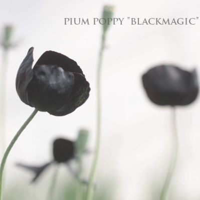 【希少】 ポピー 『ブラックマジック』 3.5寸ロングPOT