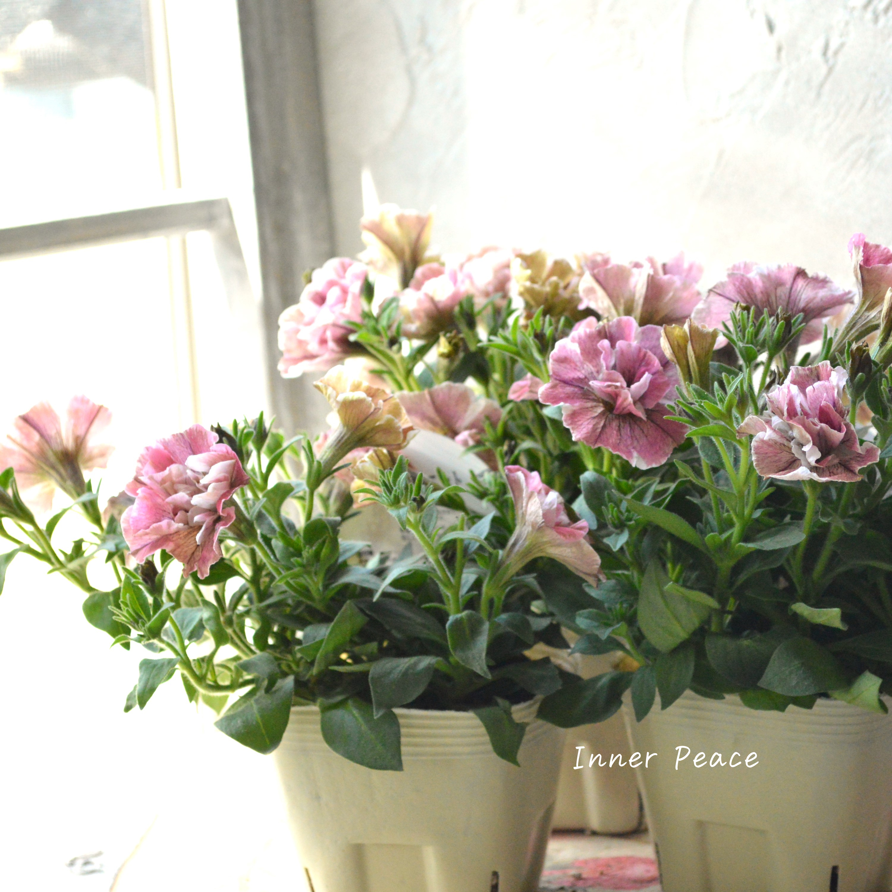 【花芳さんオリジナル】 八重咲きペチュニア 『ジュリエット・桜モダン』 3.5寸POT