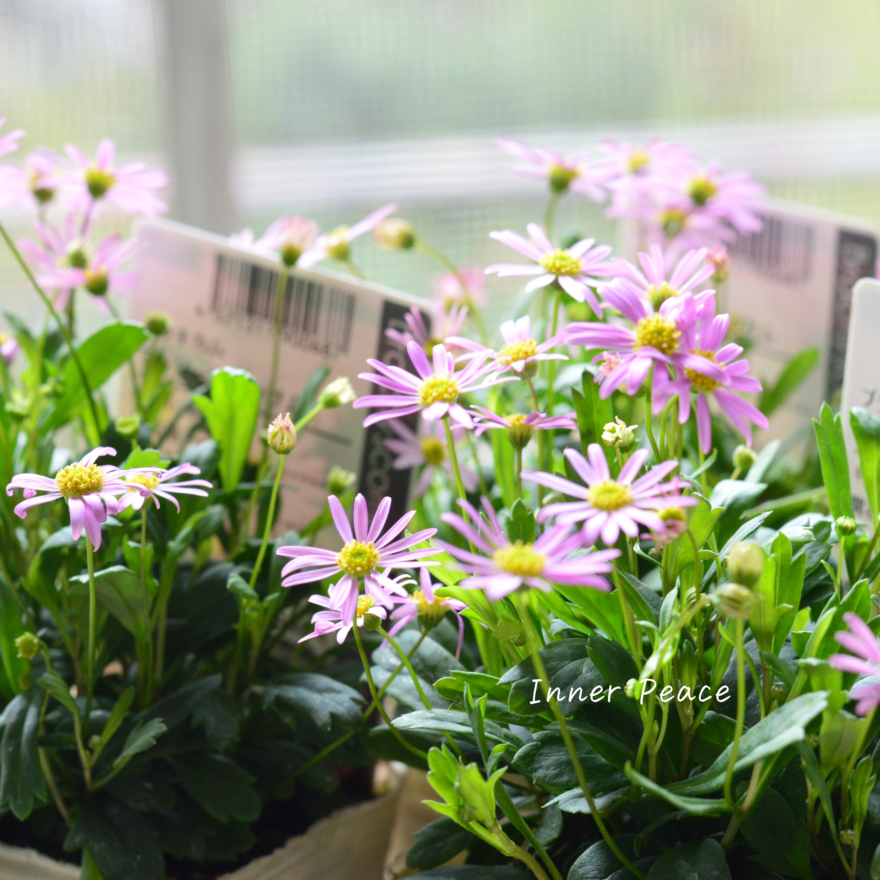 【かわいい】 ブラキカム 『チェリーブロッサム』 3寸POT