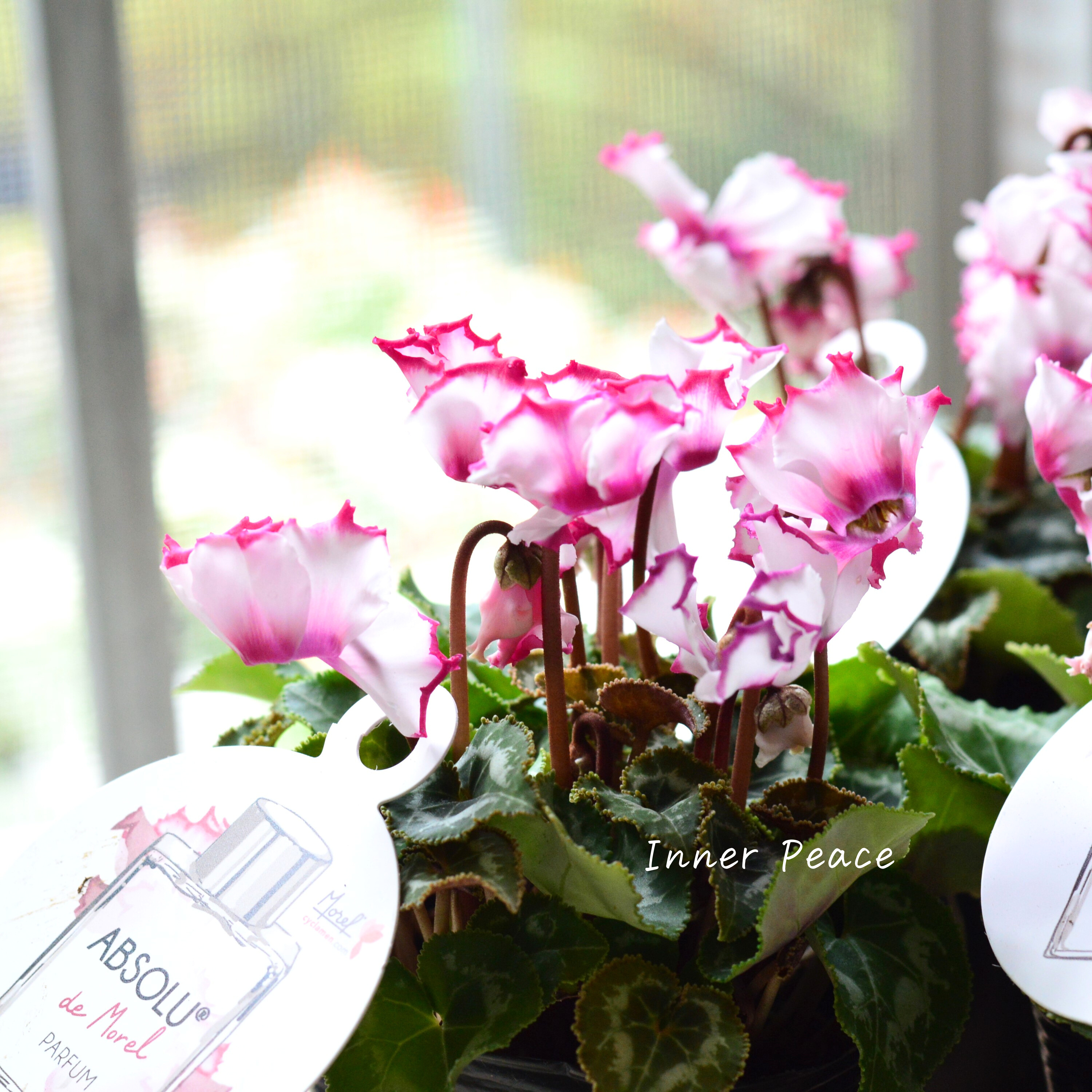 【芳香】 ガーデンシクラメン 『アブソルドゥモレル』 3寸POT