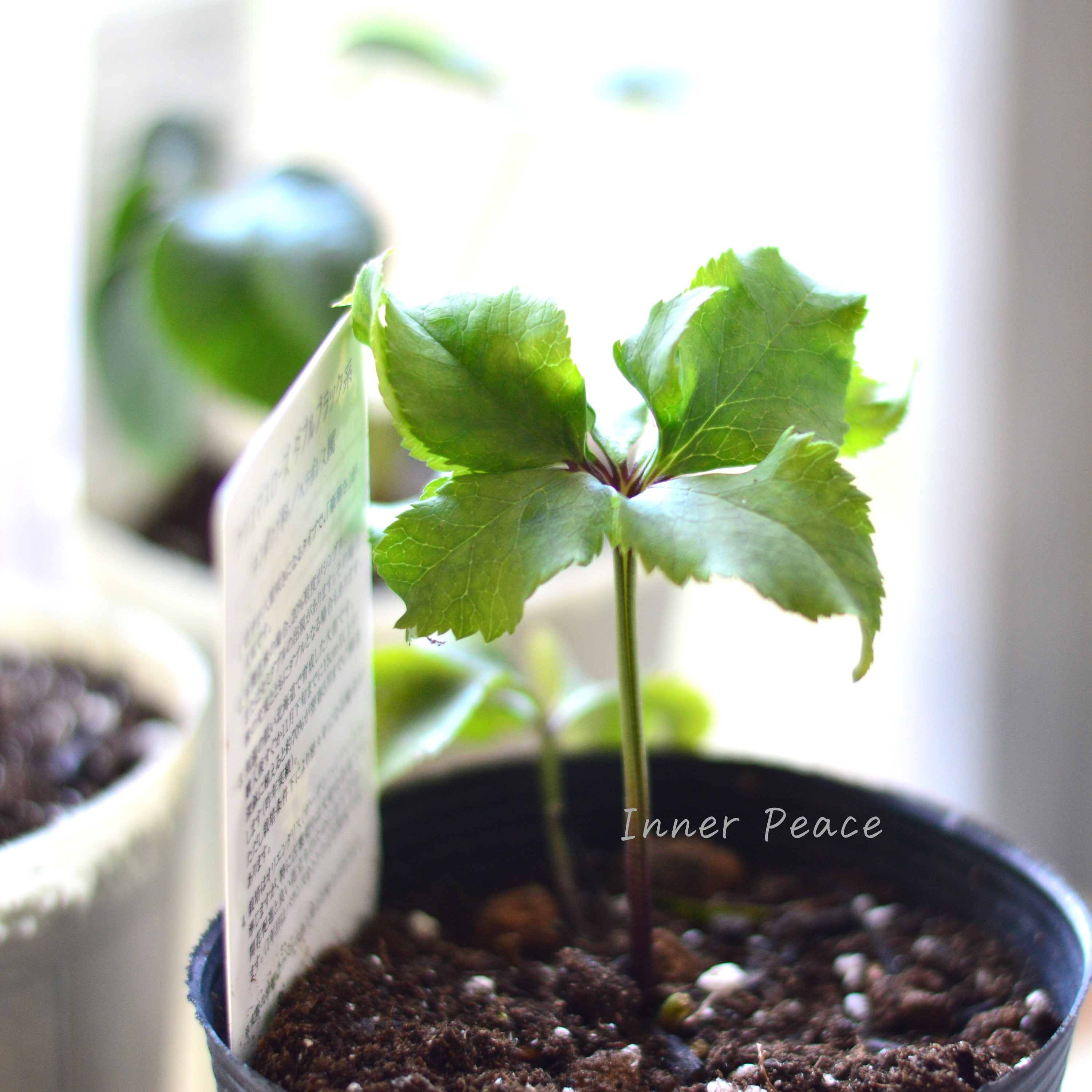 【八重咲き】 クリスマスローズ 『ダブルブラック系』 3.5寸ロングPOT