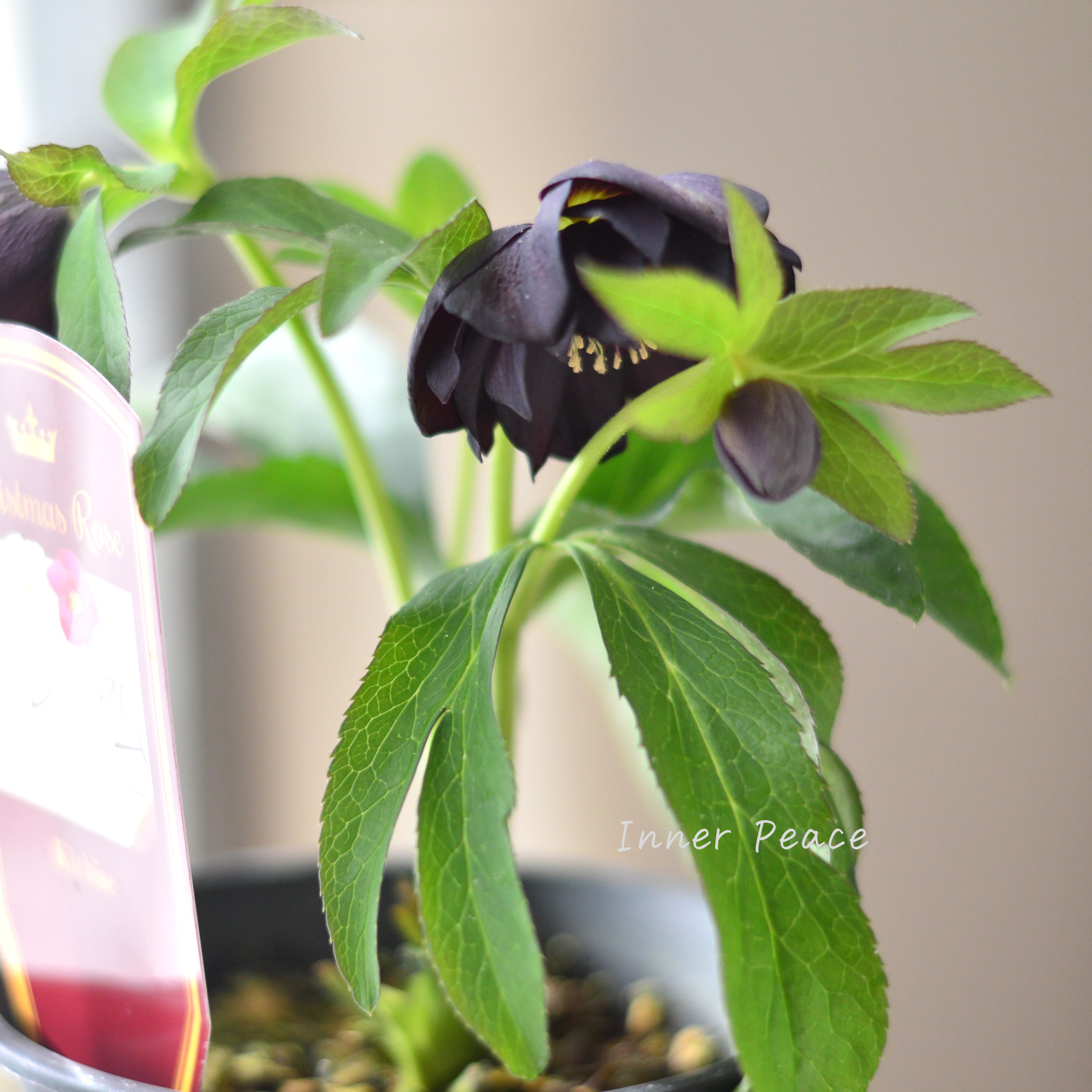 【希少】 吉瀬園芸さんのクリスマスローズ 『プレミアム・ダブル B』 4寸鉢