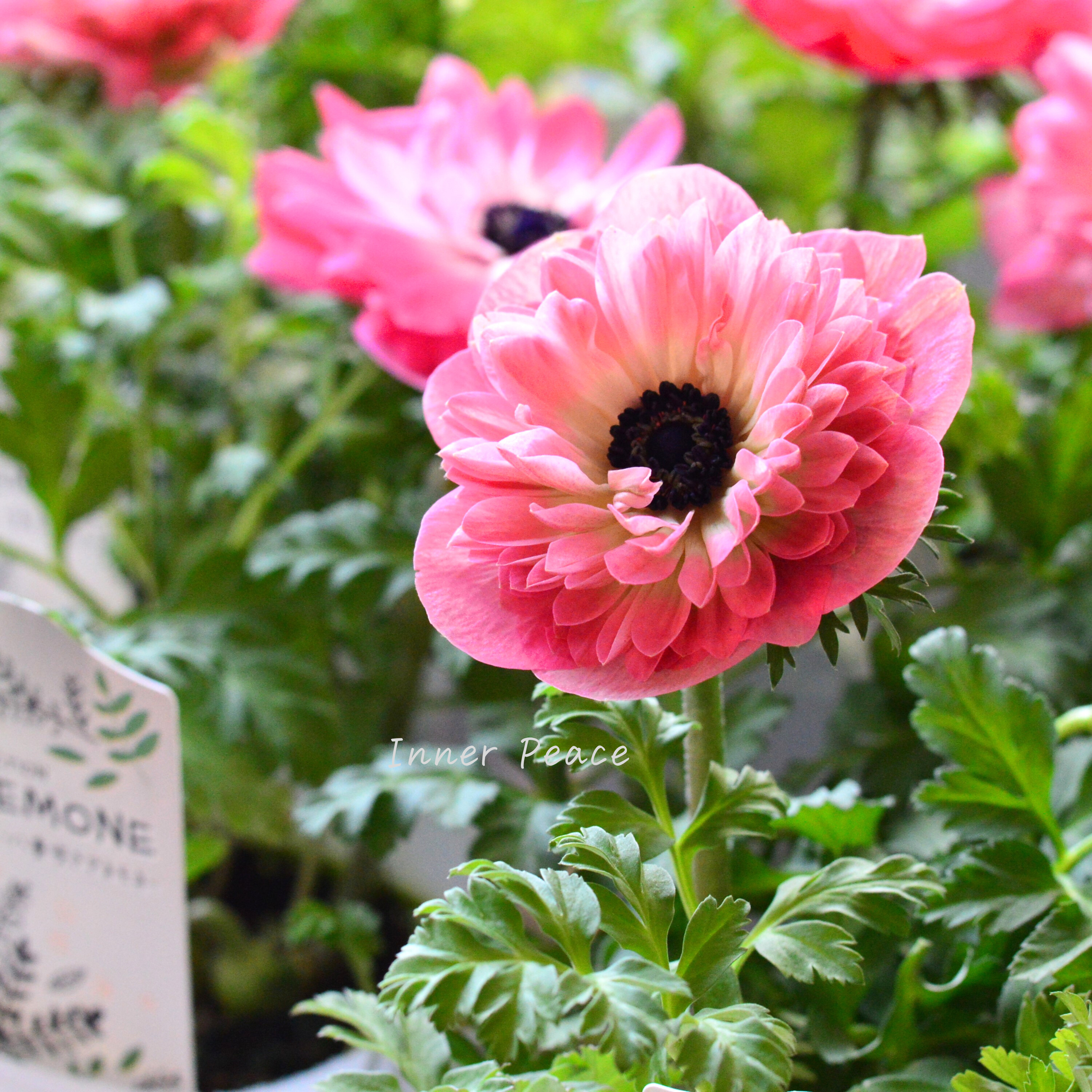 【八重咲き】 アネモネ 『ポルト・ダブル ピンク』 3~3.5寸POT