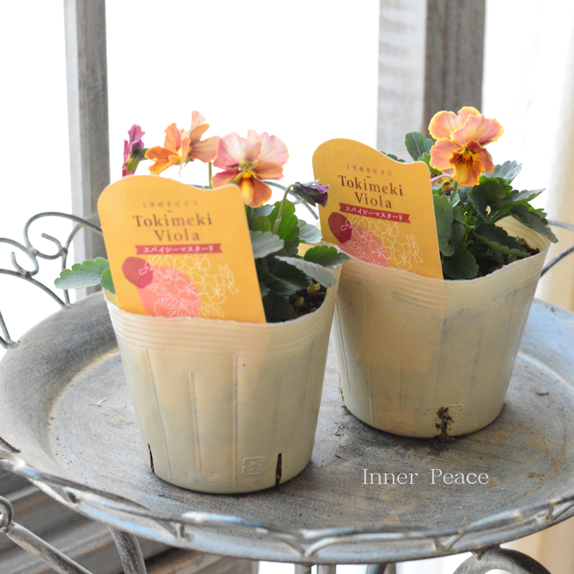 【奥田園芸さん】 ときめきビオラ 『スパイシーマスタード』 3.5寸POT
