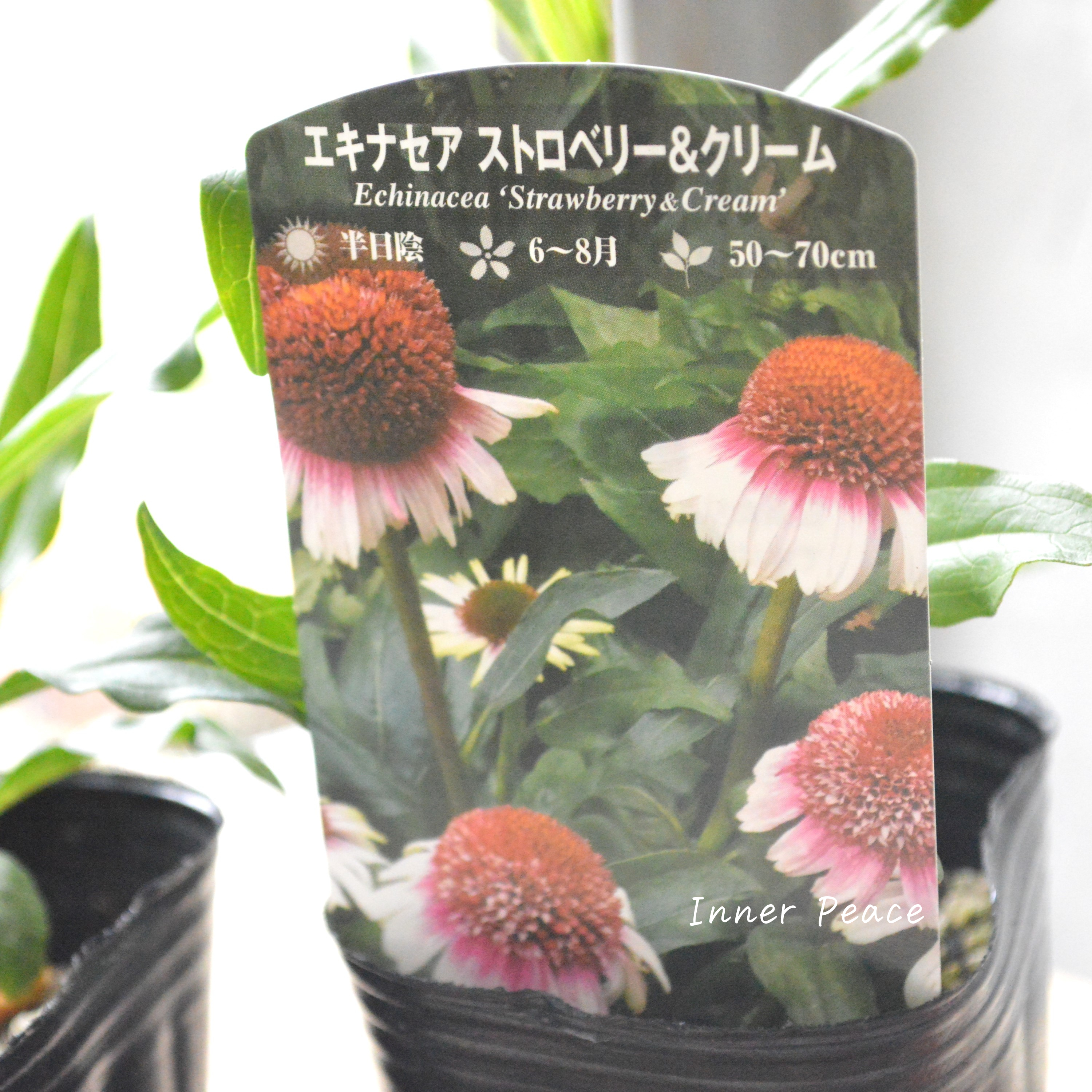 【暑さ寒さに強い】 エキナセア 『ストロベリー&クリーム』植え込み用 3寸POT