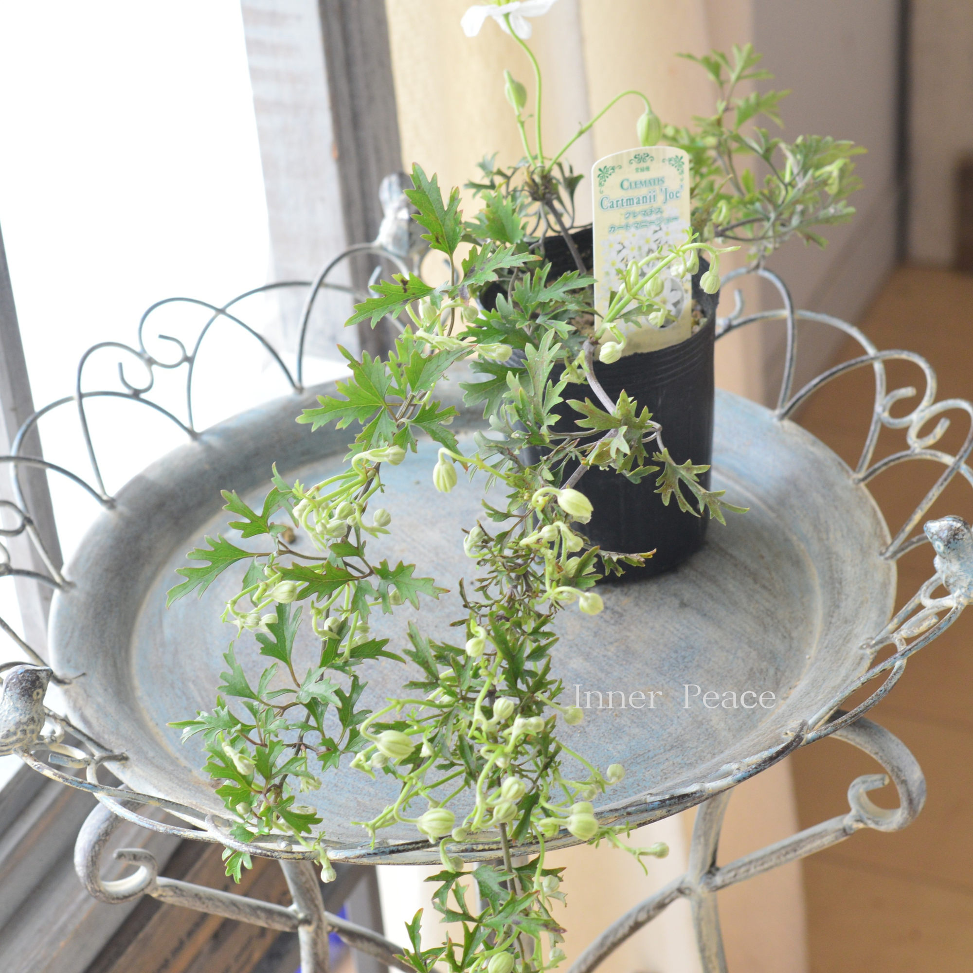 【常緑】 クレマチス 『カートマニージョー』 3寸ロングPOT