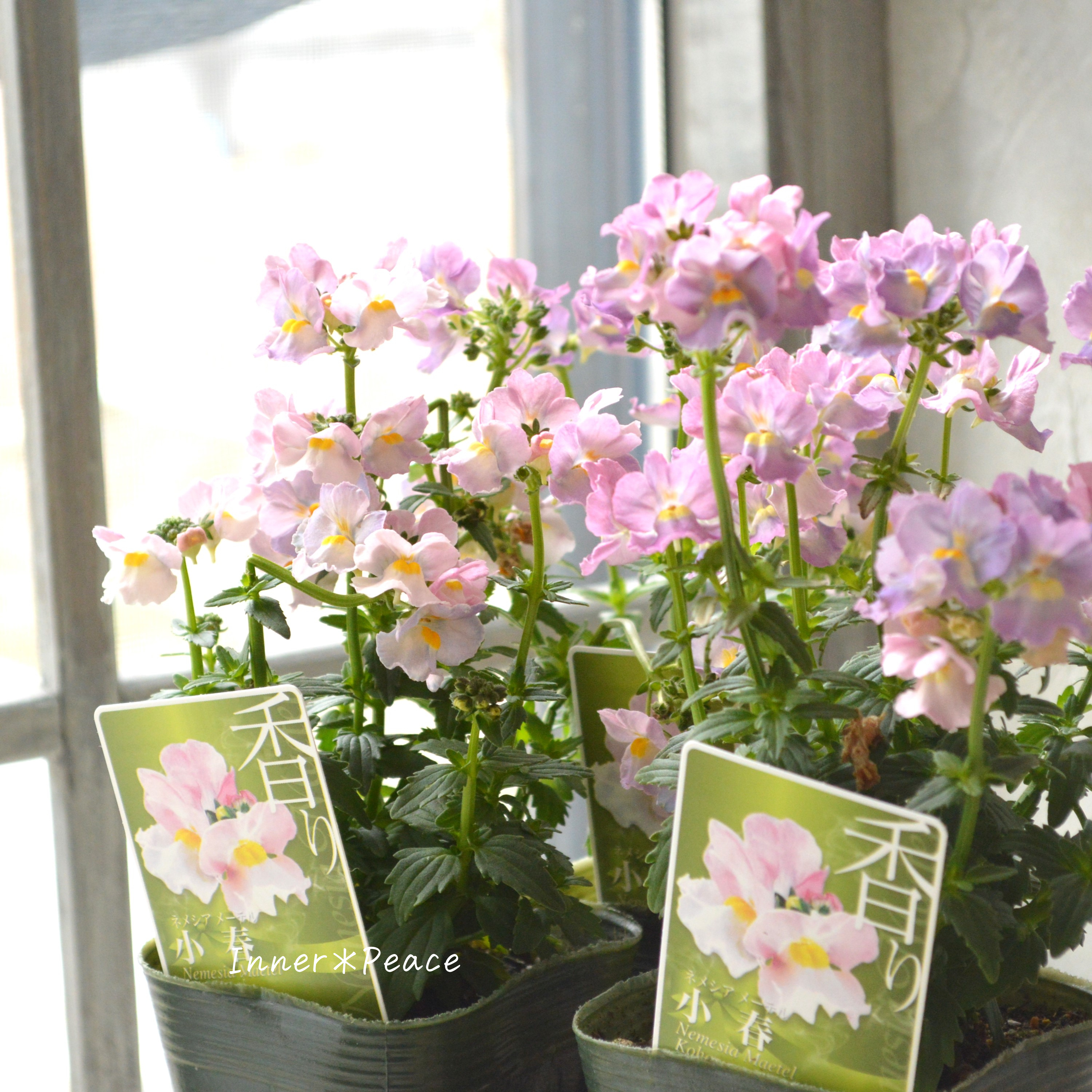 【ゲブラさん】Sale! ネメシア・メーテル 小春 3.5寸POT