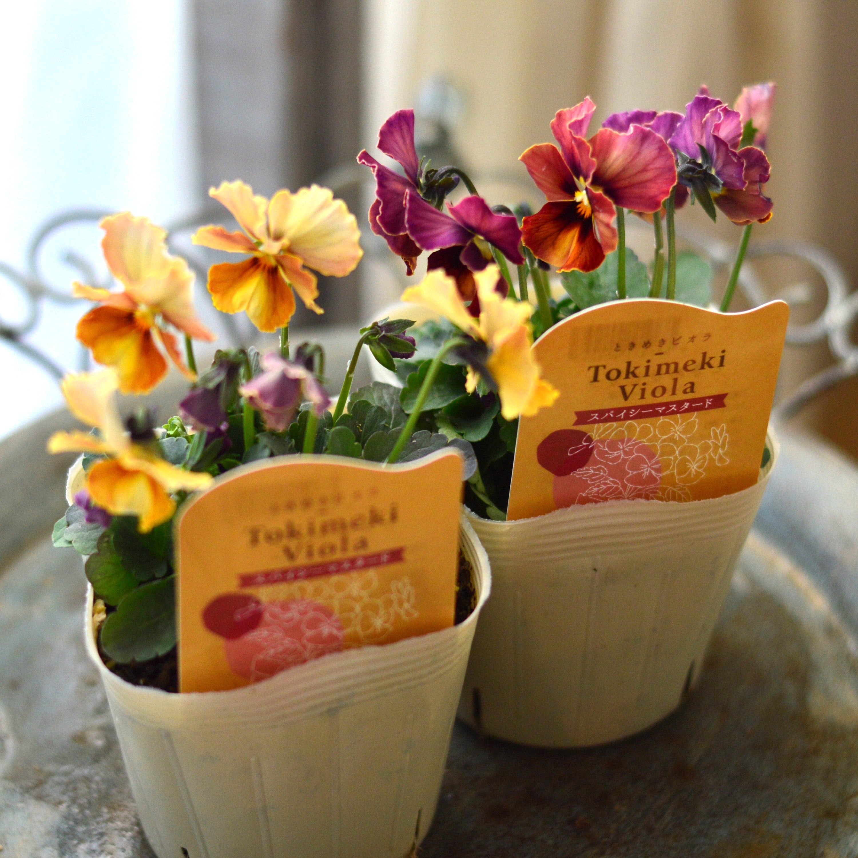 【奥田園芸さん】 ときめきビオラ 『スパイシーマスタード』 3.5寸POT