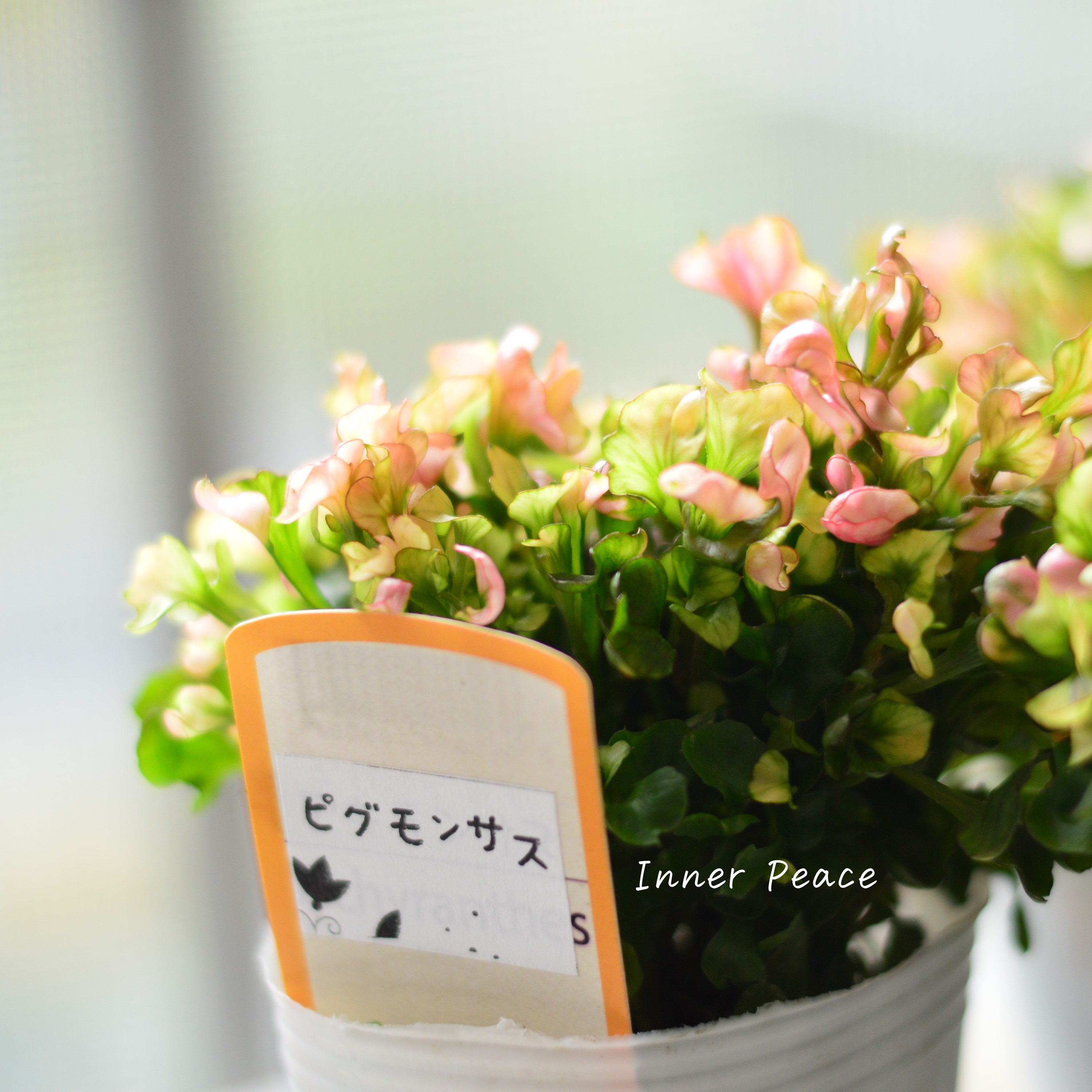 【秋色】アルテルナンテラ『ピグモンサス』 2.5寸POT