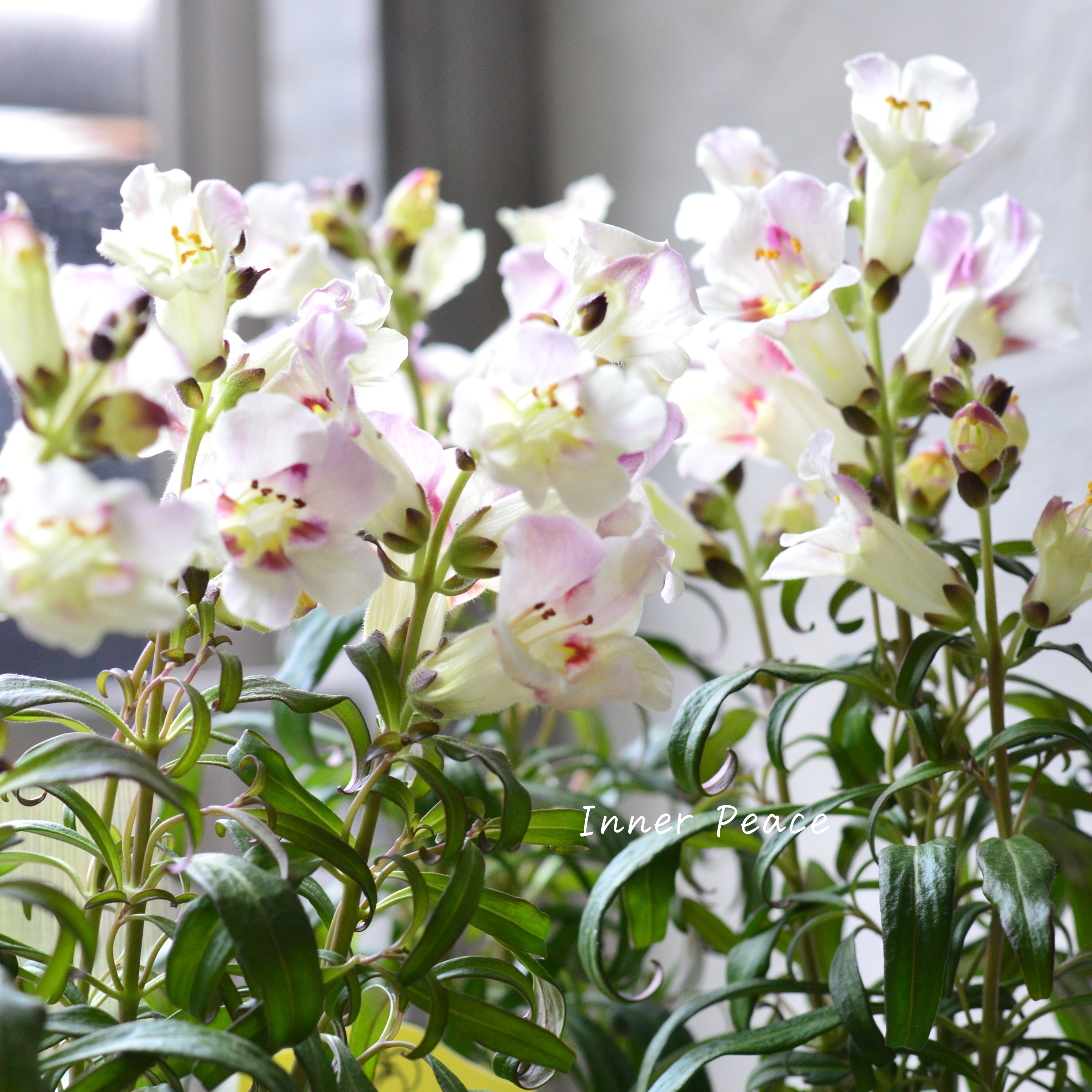 【かわいい】 キンギョソウ 『アンティキティ レモン』 3寸POT