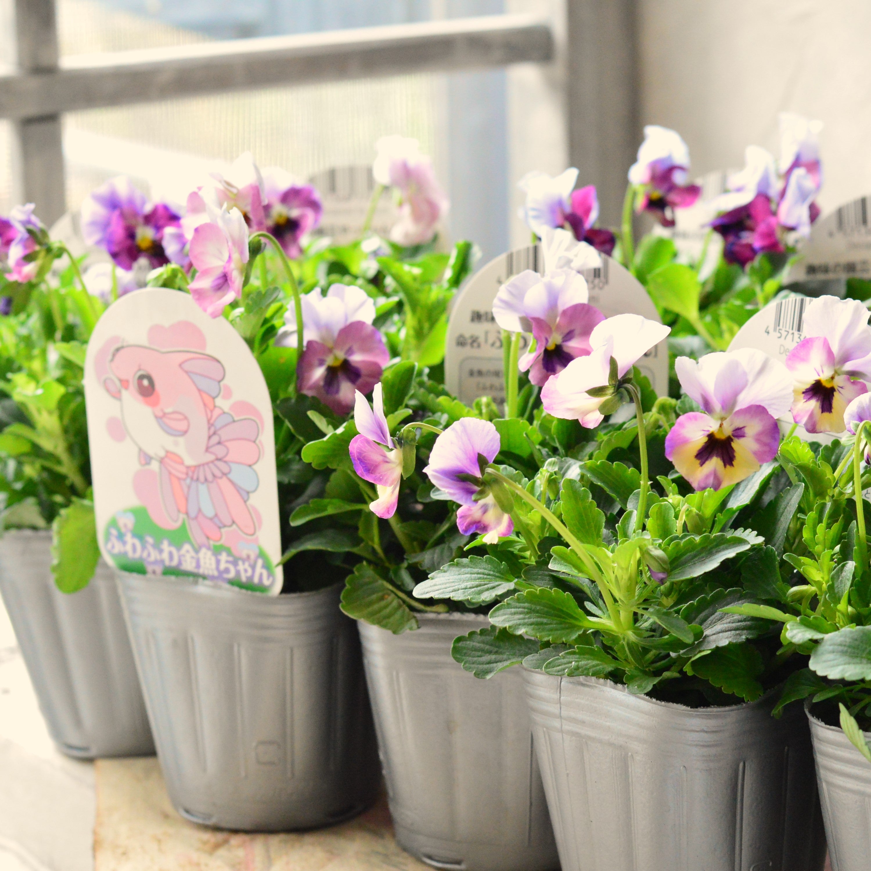 【見元園芸さん】 ビオラ 『ふわふわ金魚ちゃん』 3寸POT