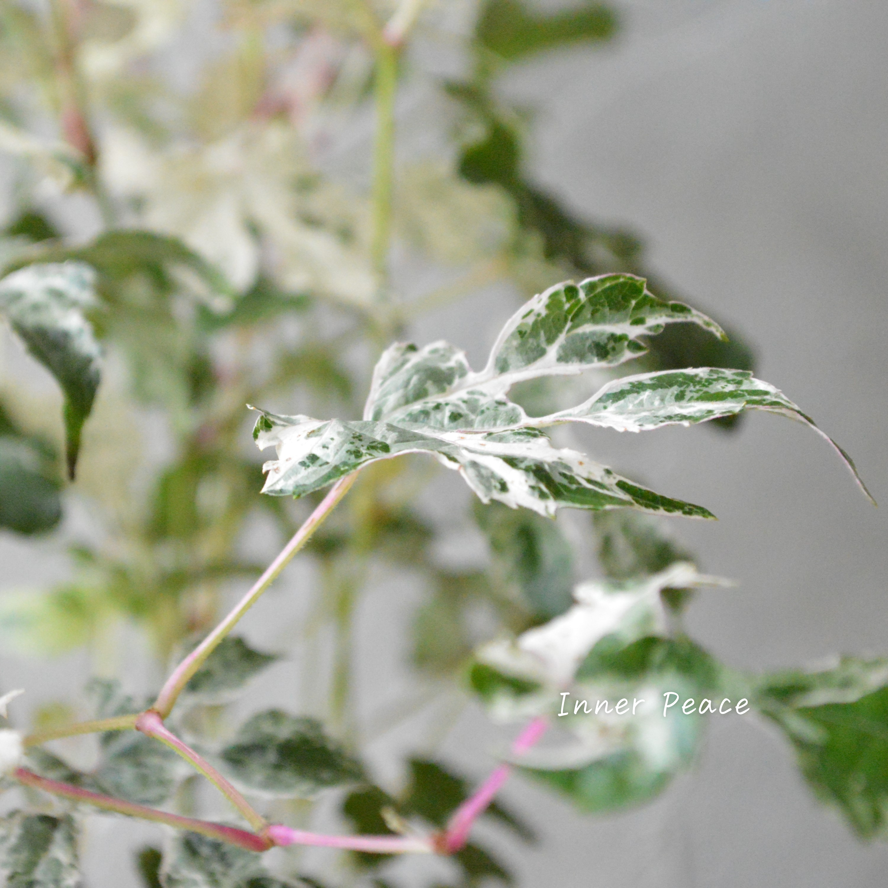 【美しい】 斑入りノブドウ 3寸POT