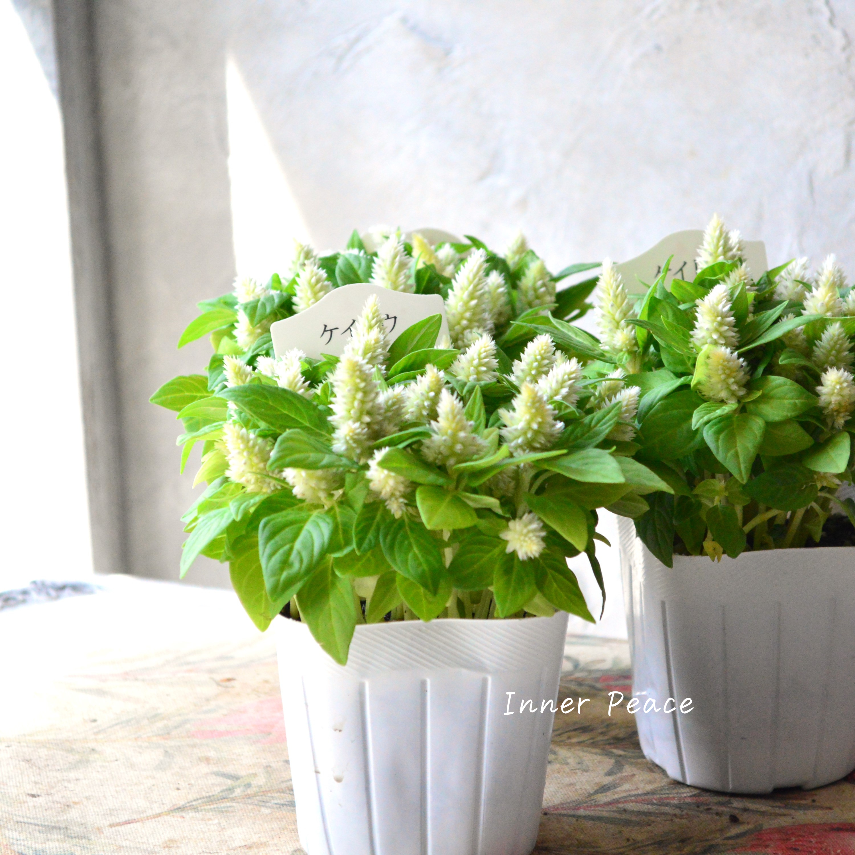 【秋のお花】 ケイトウ(多粒撒き) 『クリーム』 3寸POT