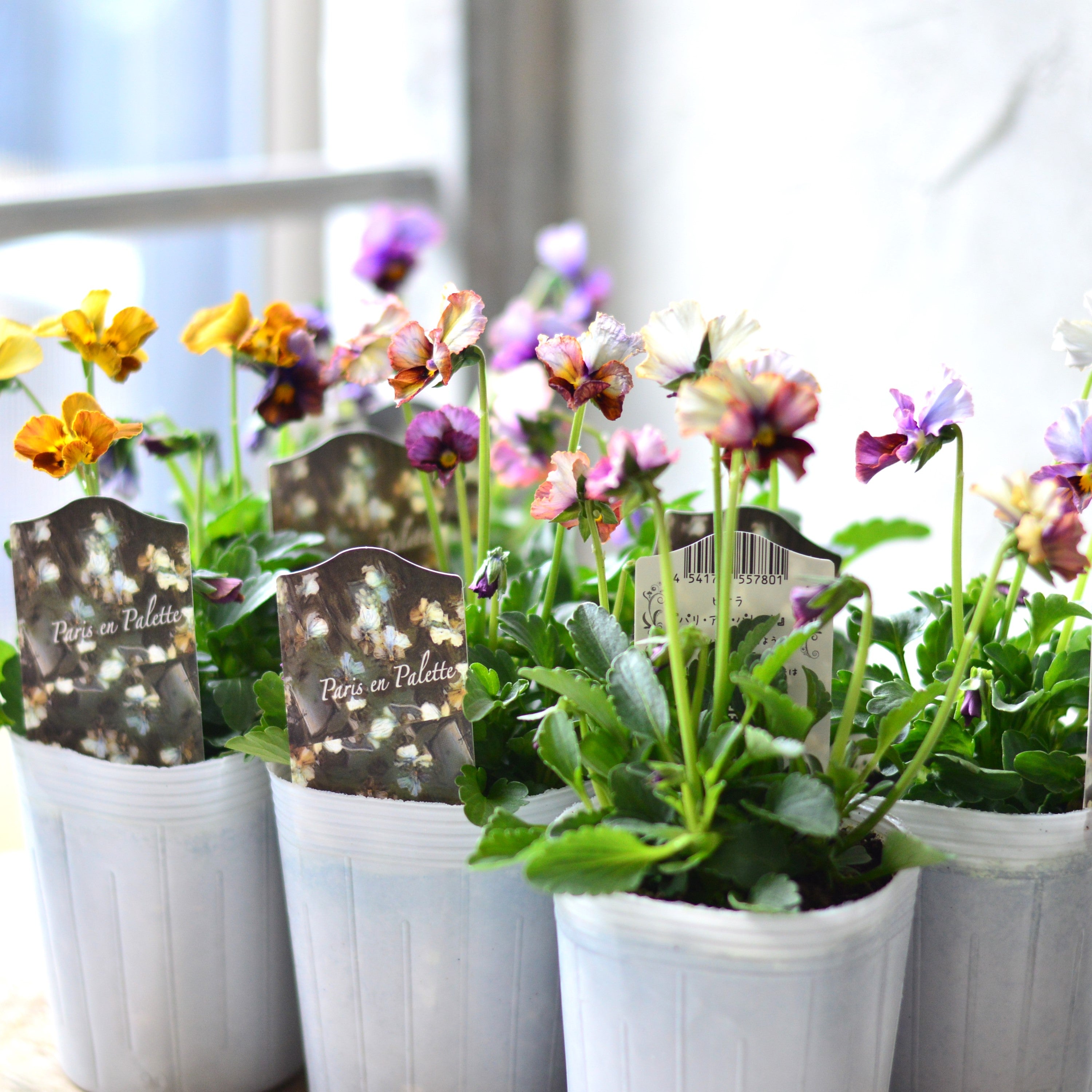 【希少】 ナラティブフラワーズさん 『パリアンパレット』 3寸ロングPOT