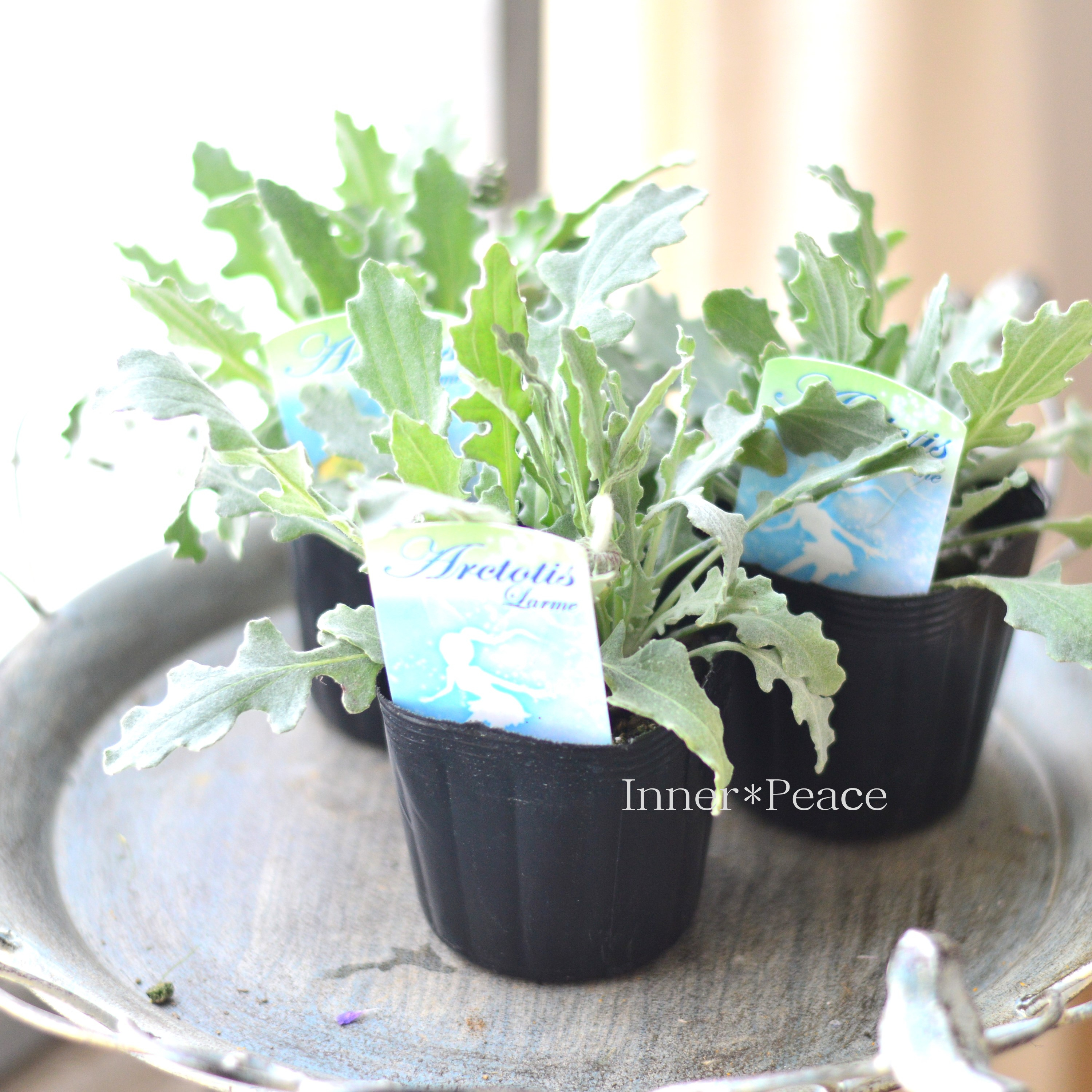 【かわいい】 アークトチス 『ラルム』 3寸POT