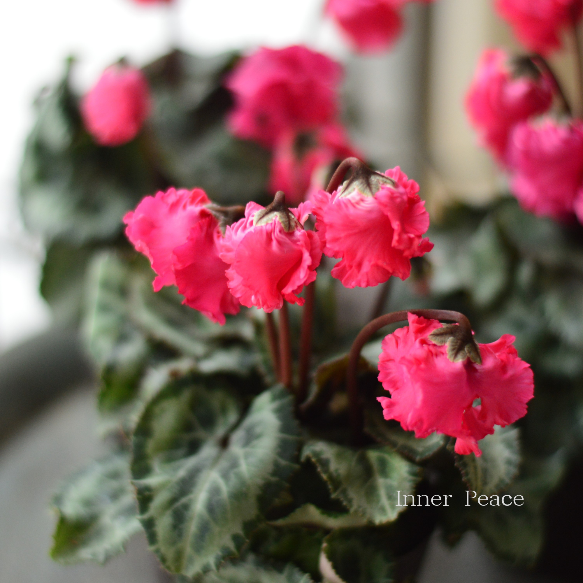 【かわいい】 ミニシクラメン 『クロシェット・ピンク系』 3.5寸POT