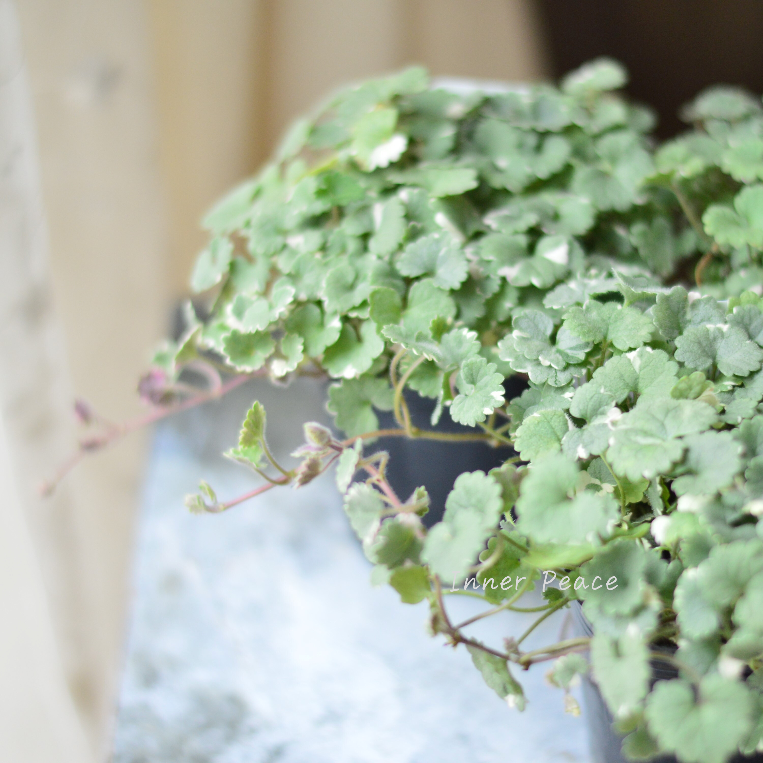 【斑入り】 グレコマ バリエガータ 2.5寸~3寸POT