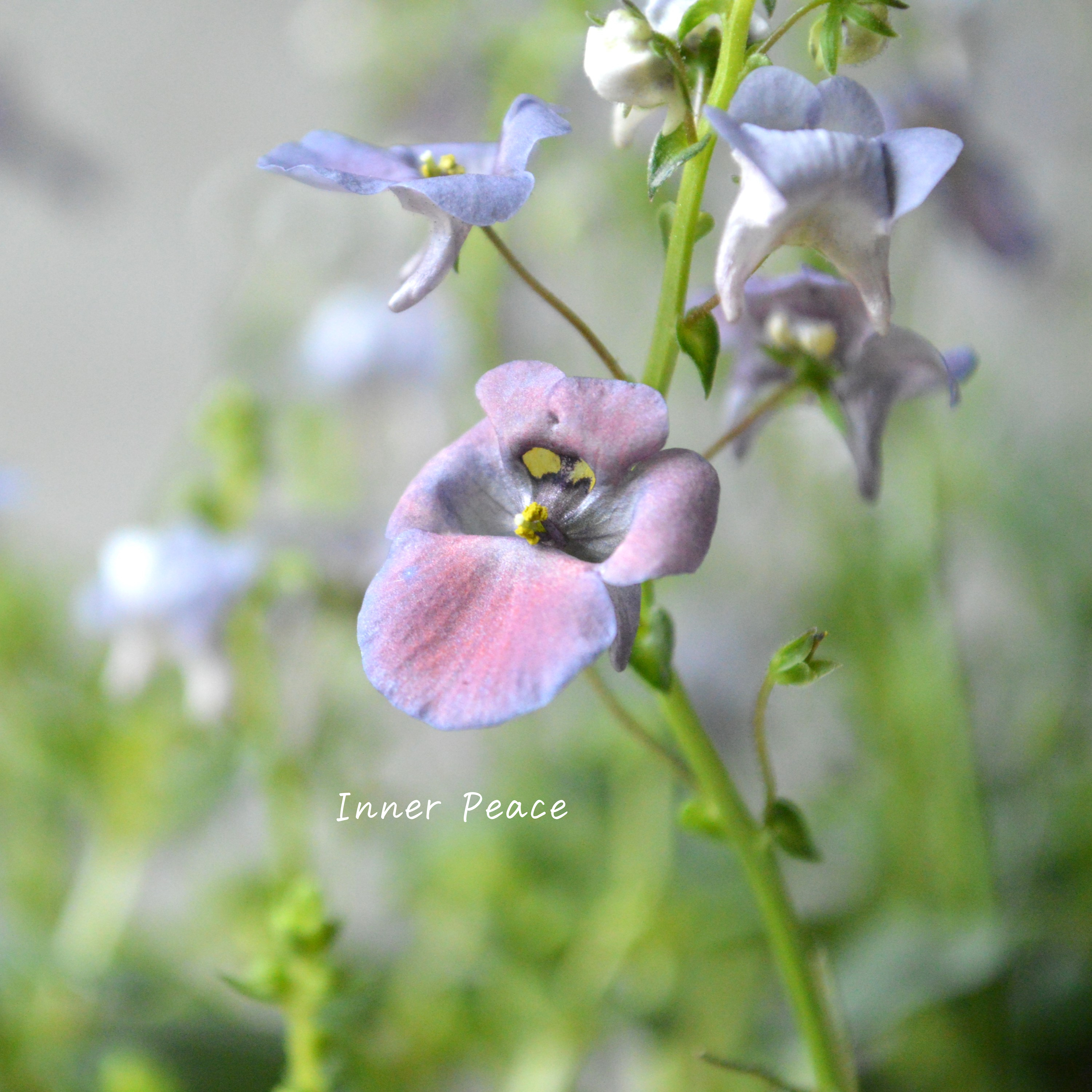 【アンティーク】 ディアスシア 『ダンス・デニム』 3.5寸POT