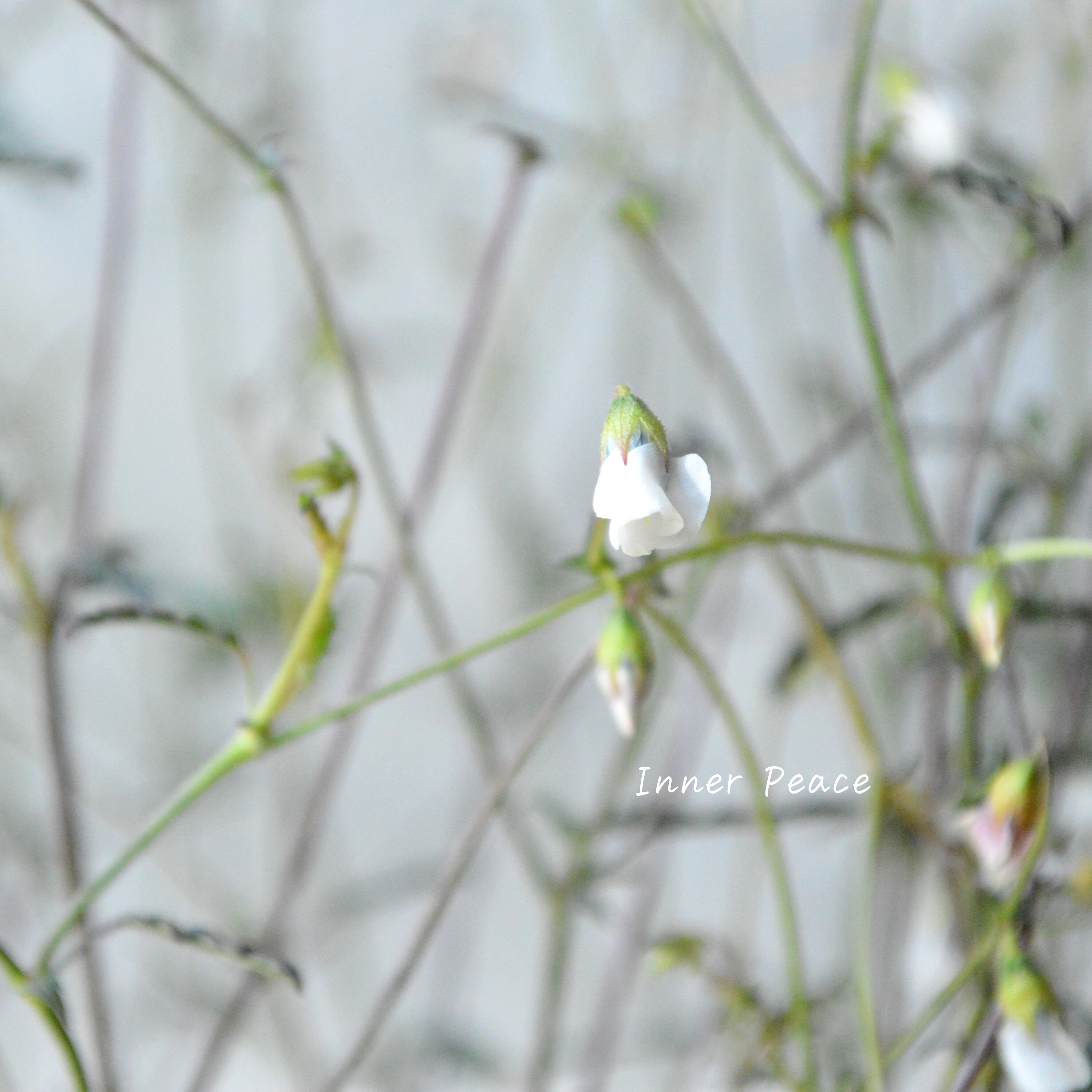 Sale! 【個性的】 ハーマニアコッコカーパ 3寸POT