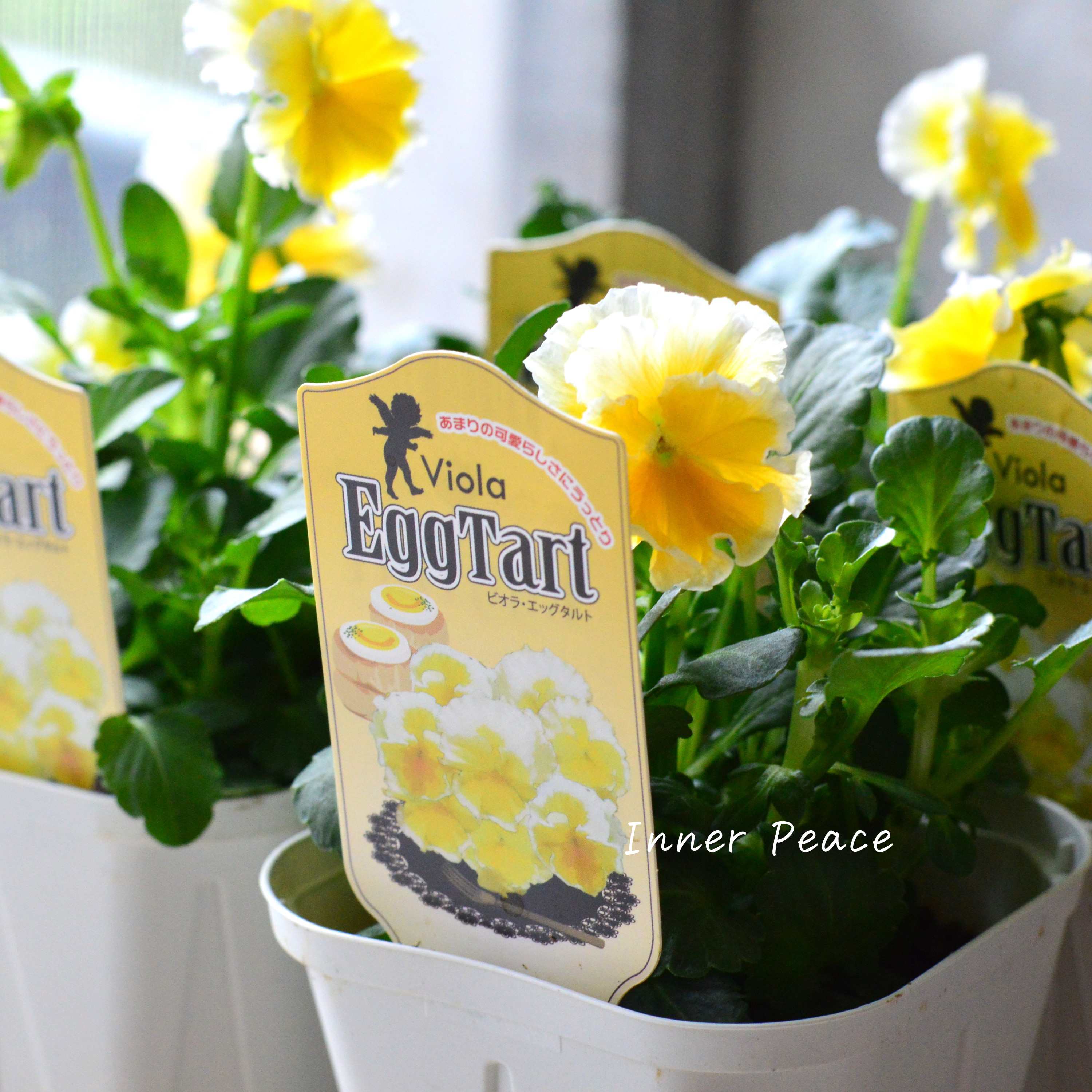 【サトウ園芸さん】 ビオラ 『エッグタルト』 3.5寸POT
