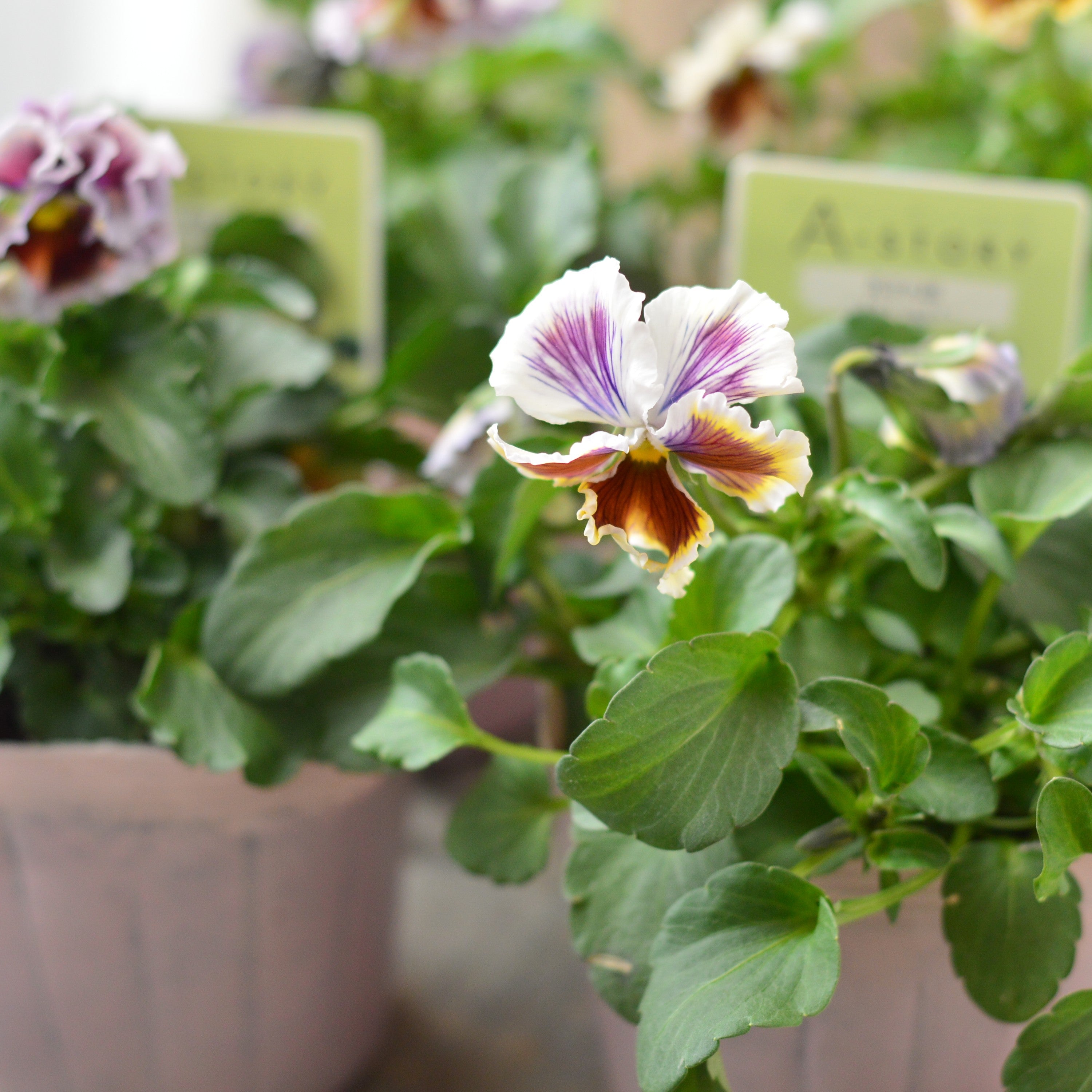 【石村あさみさん育種】 パンジー 『A-STORY 花守の詩 はなもりのうた』 3.5寸POT