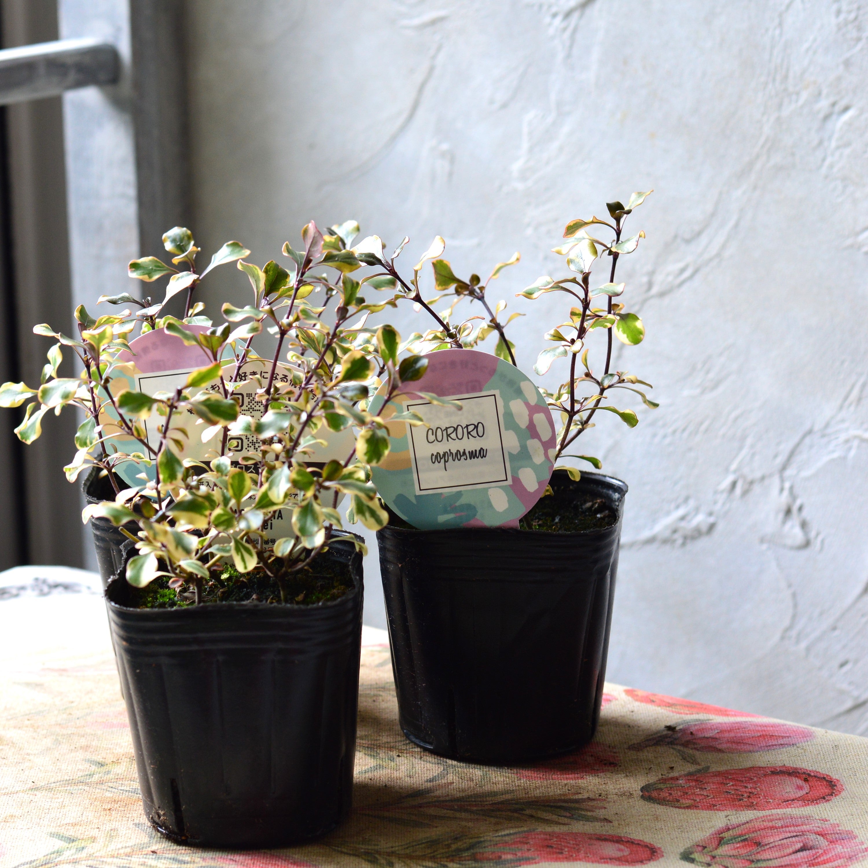 【2分割できる】 コプロスマ 『コロロ』 3寸POT
