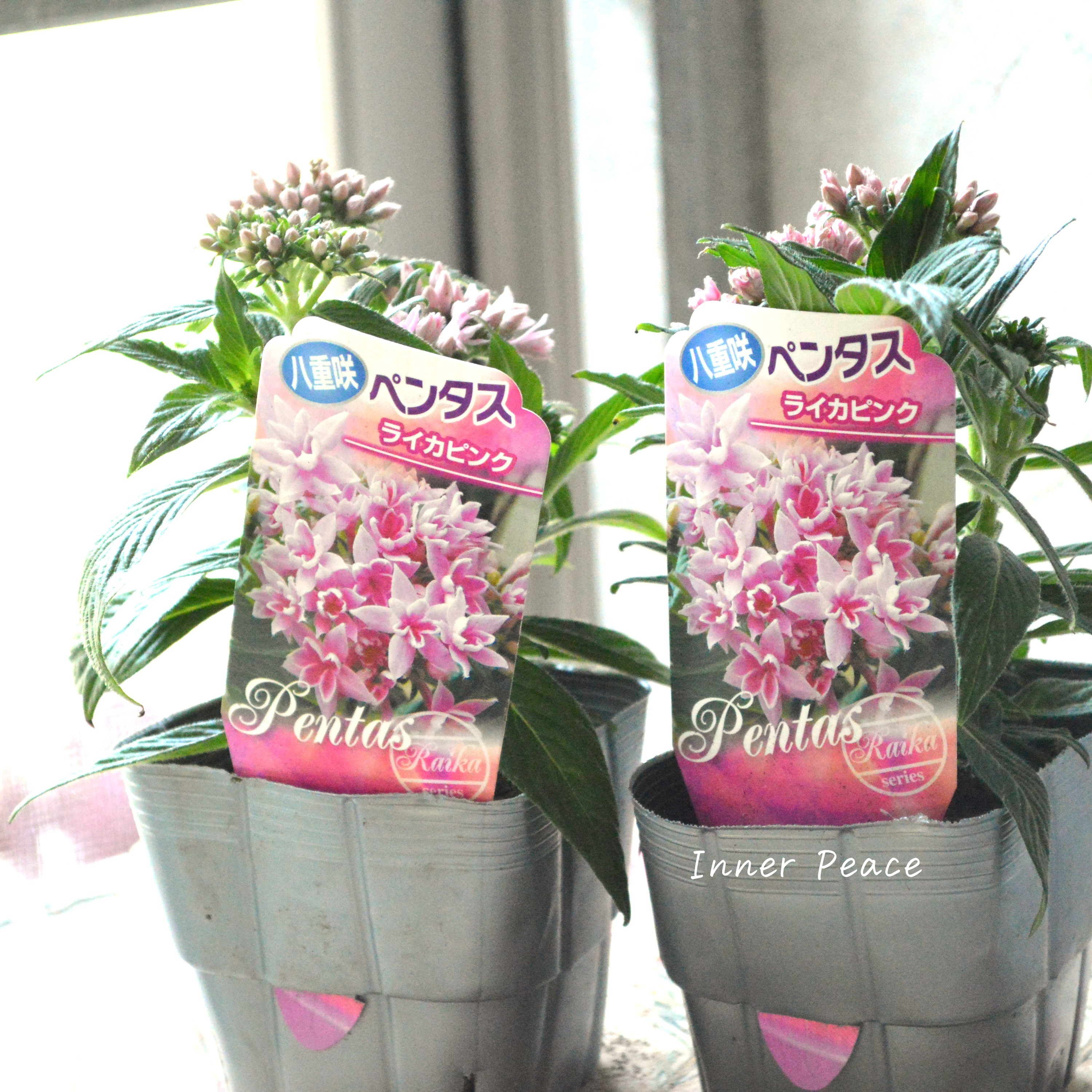 【暑さに強い】 八重咲きペンタス 『ライカ・ピンク』 3.5寸POT