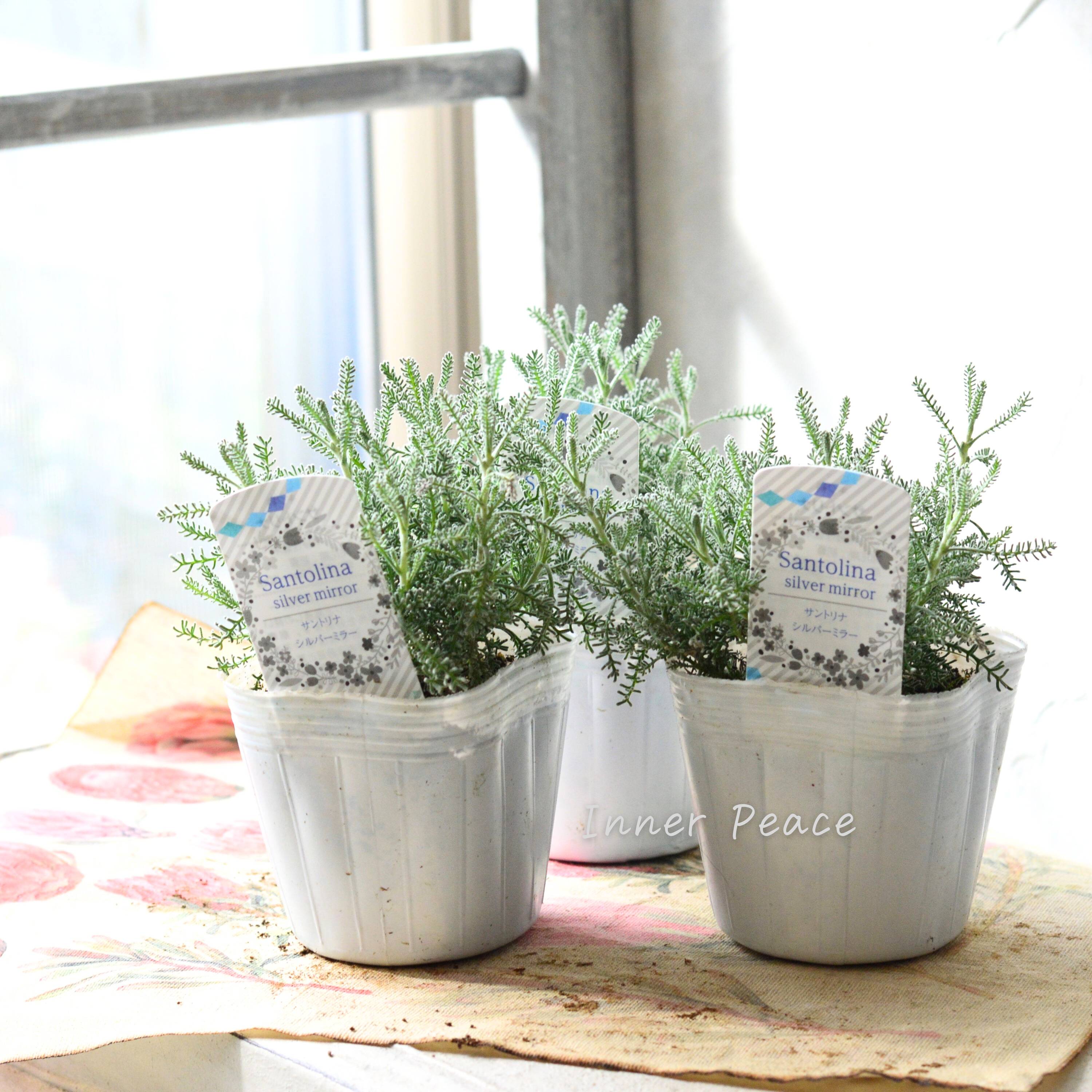【冬の定番】 サントリーナ 『シルバーミラー』 3寸POT