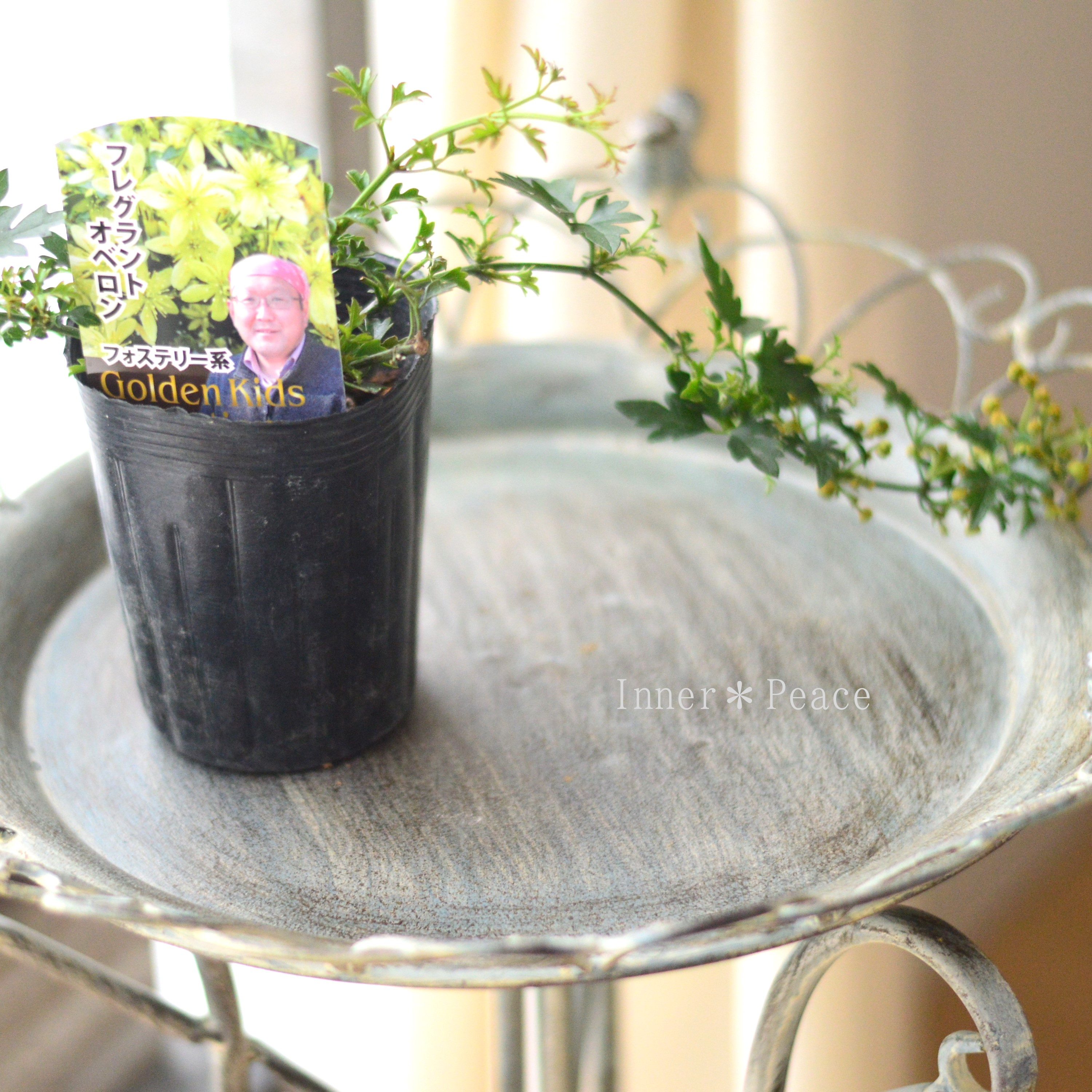 【常緑】 クレマチス 『フレグラントオベロン』 3寸POT