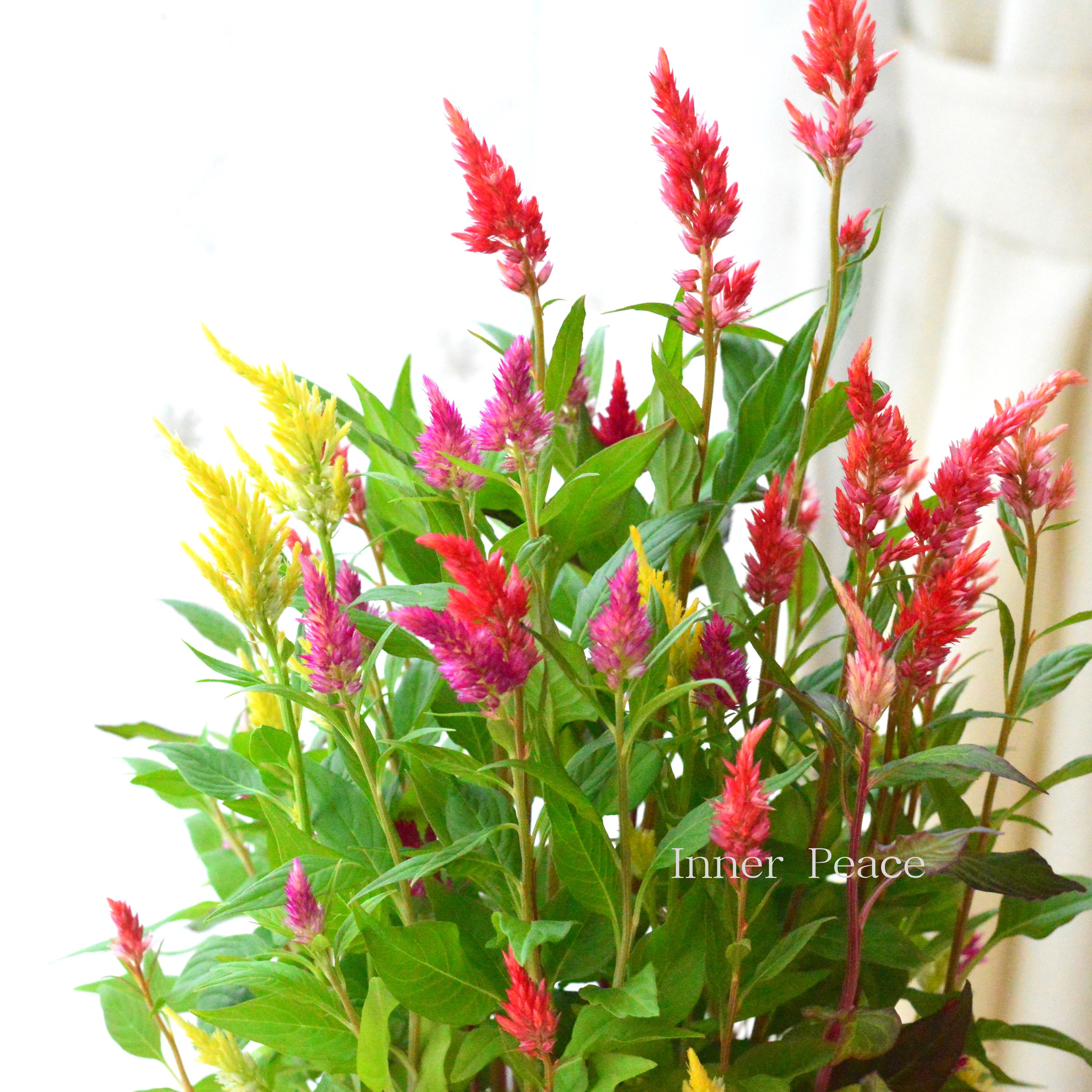 【美しい】 ケイトウ 『センチュリー』 3寸ロングPOT