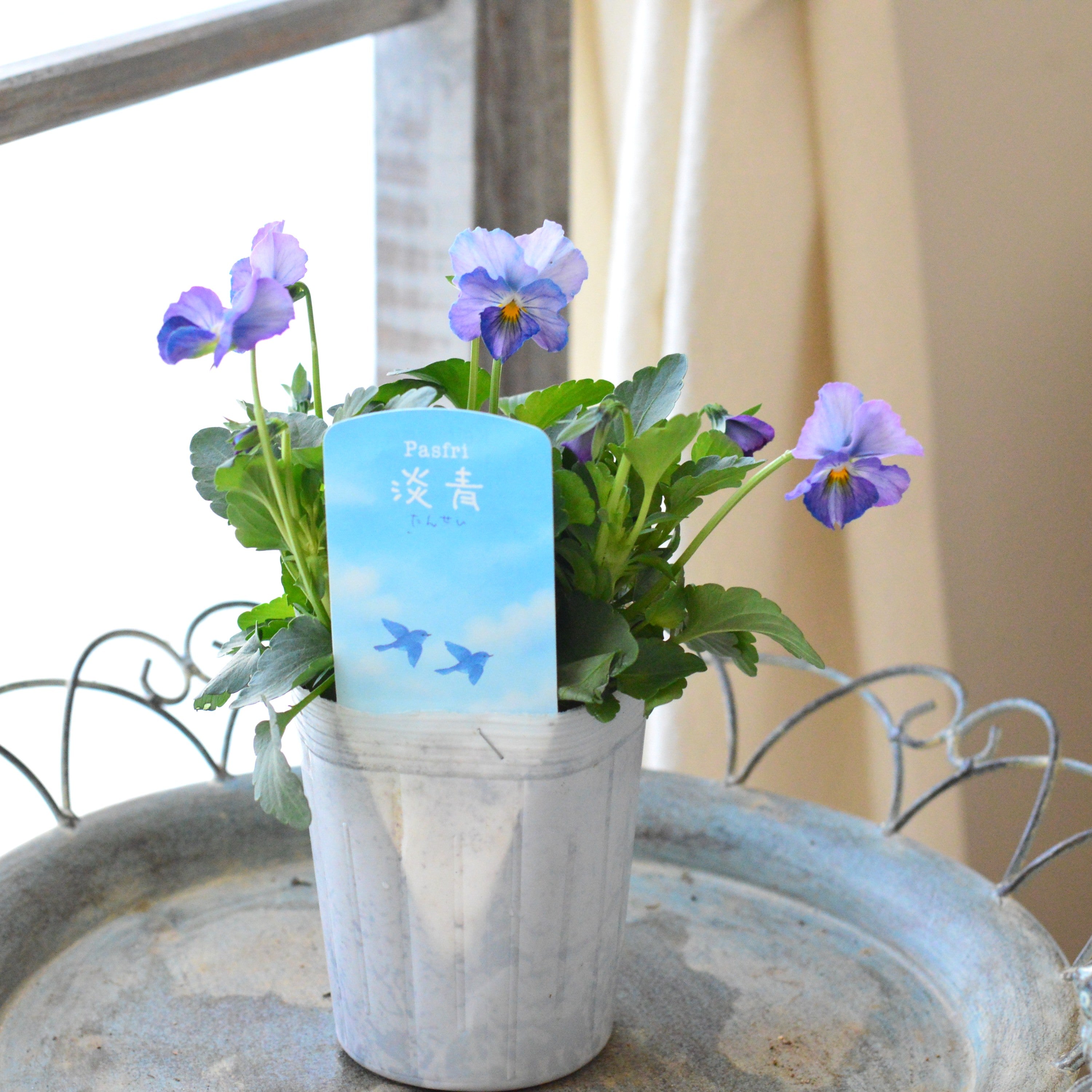 【人気】 ビオラ 『パステルフリル・淡青』 A 3寸POT